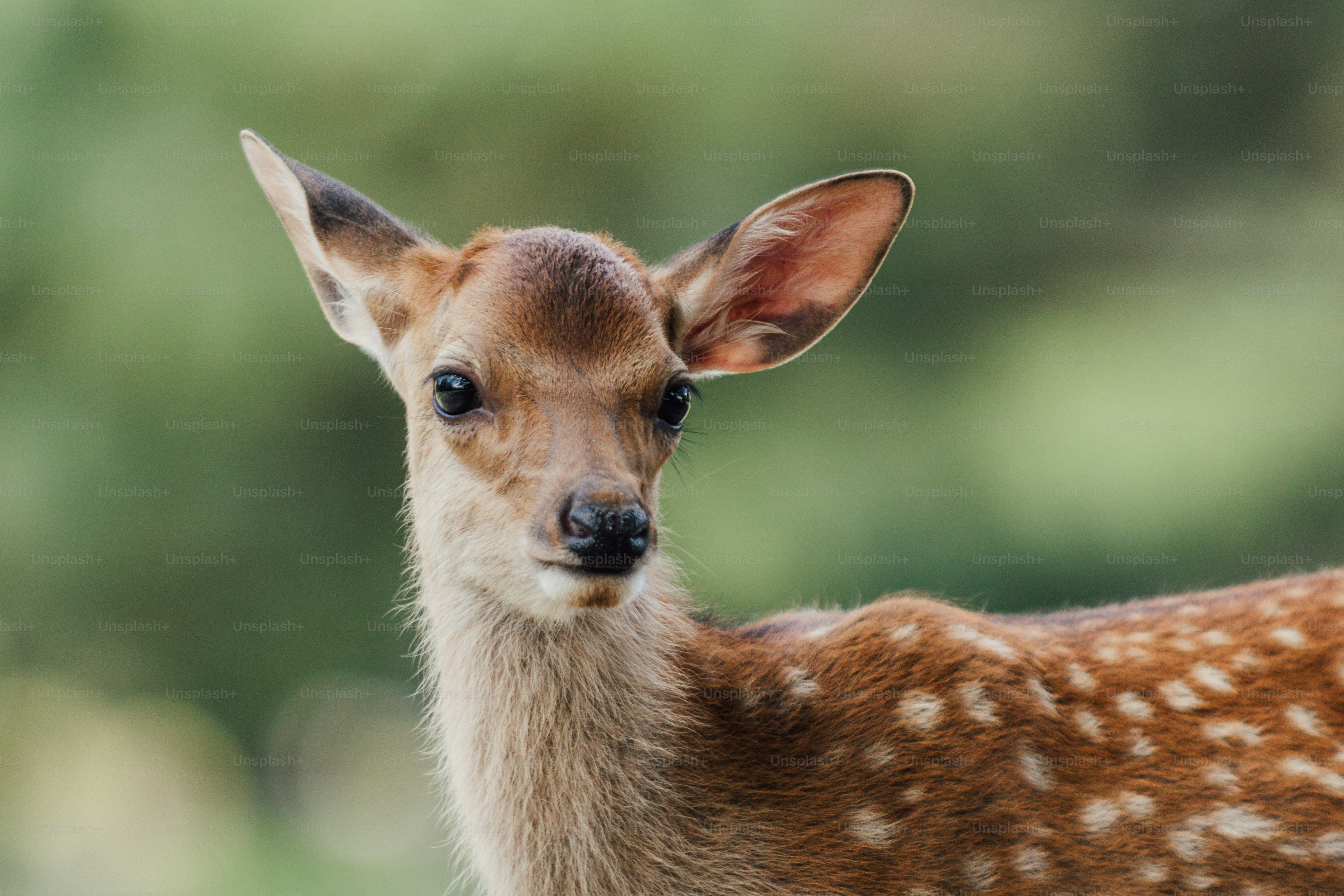 A young deer with spots in a forest.