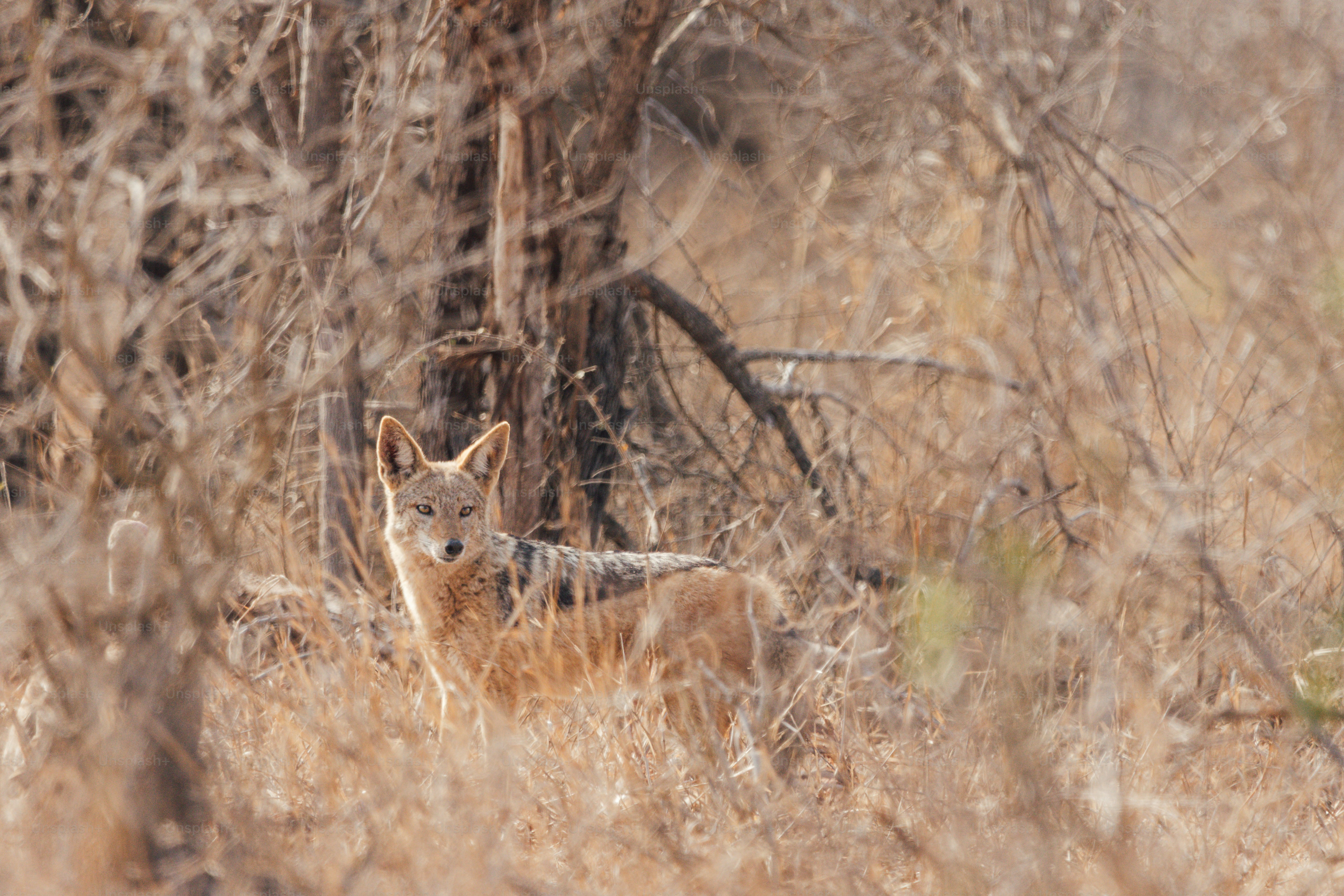 A jackal stands alert in dry brushy surroundings.