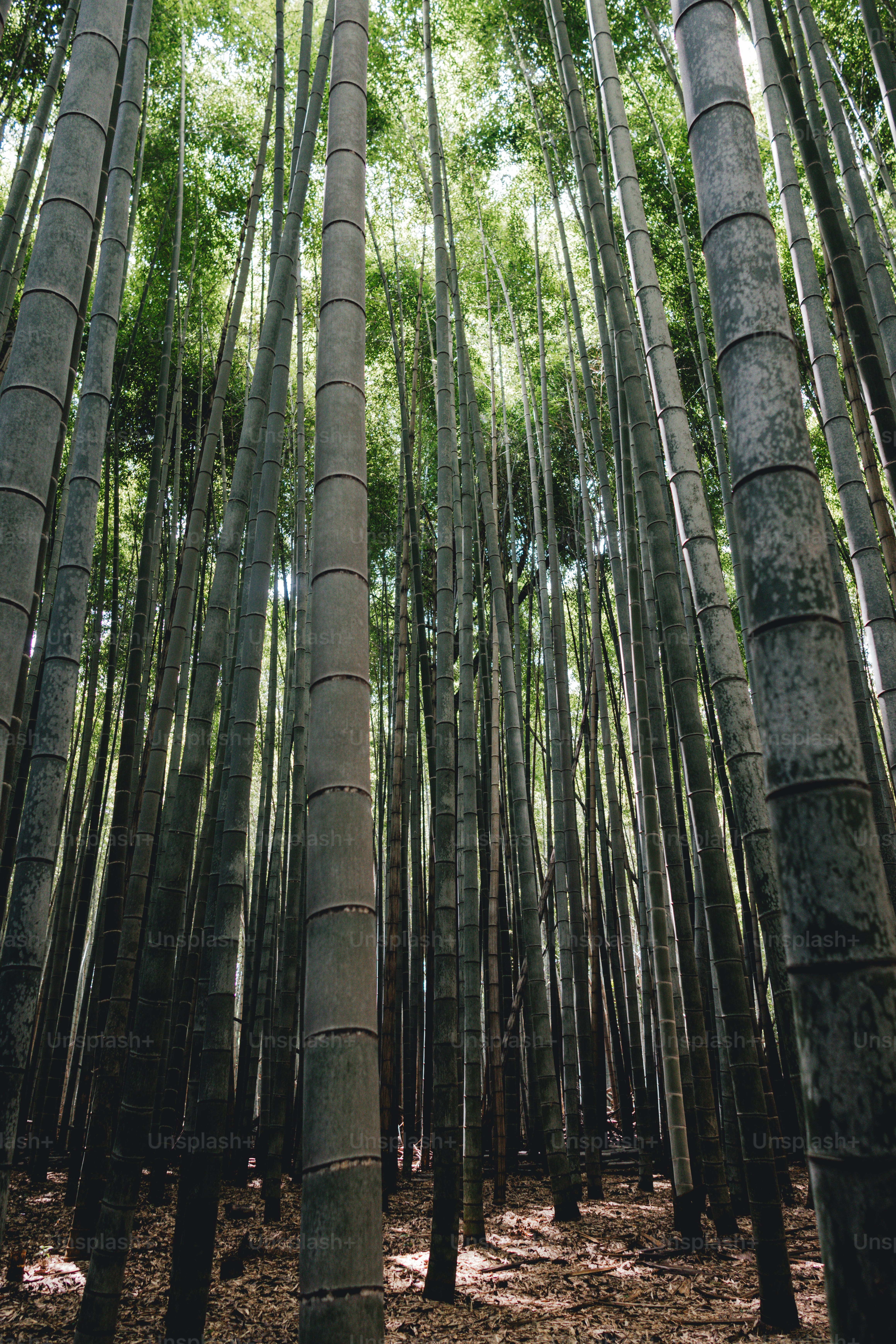 Hohe Bambusstängel in einem dichten Wald.