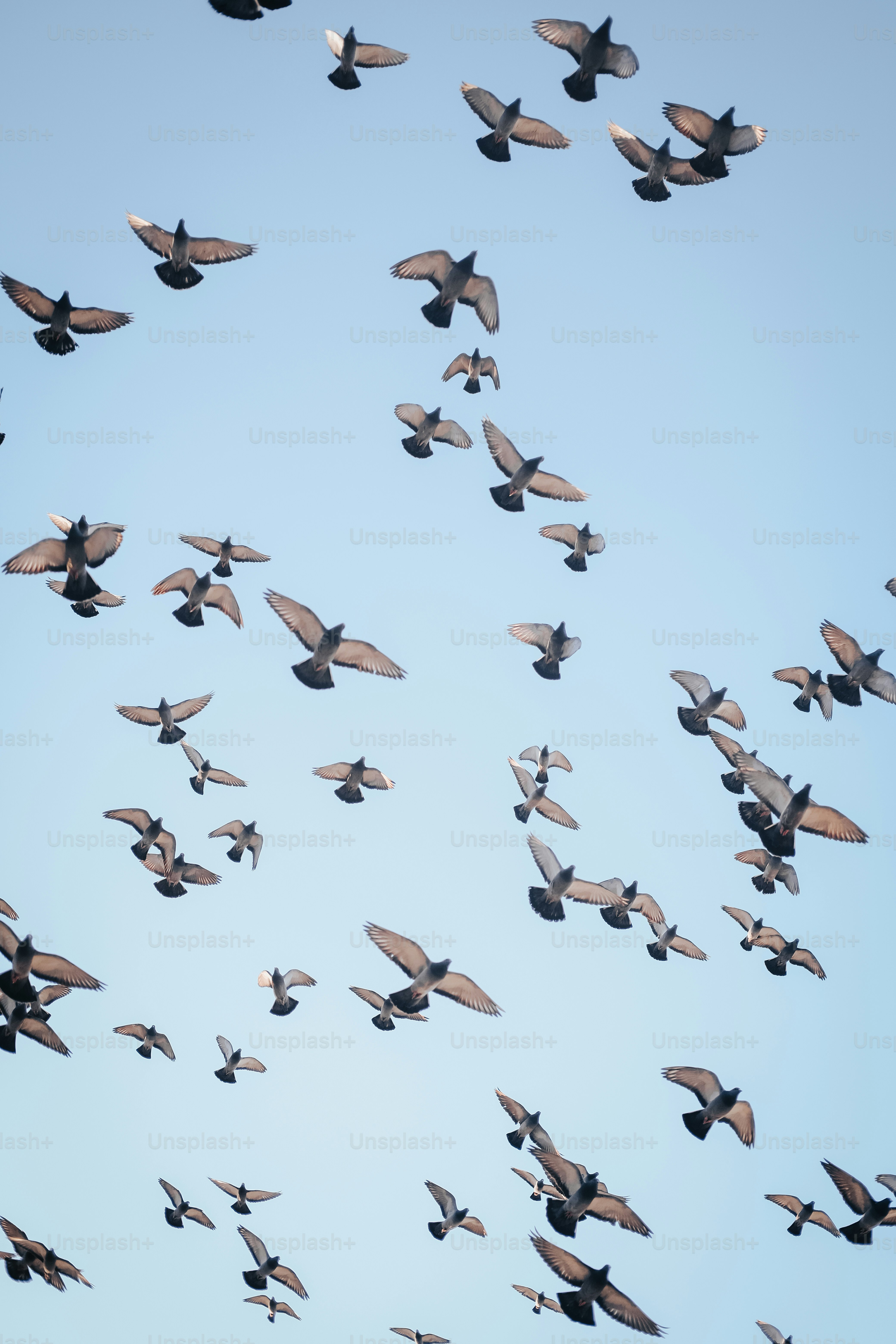 澄んだ青空を飛ぶ鳩の群れ。