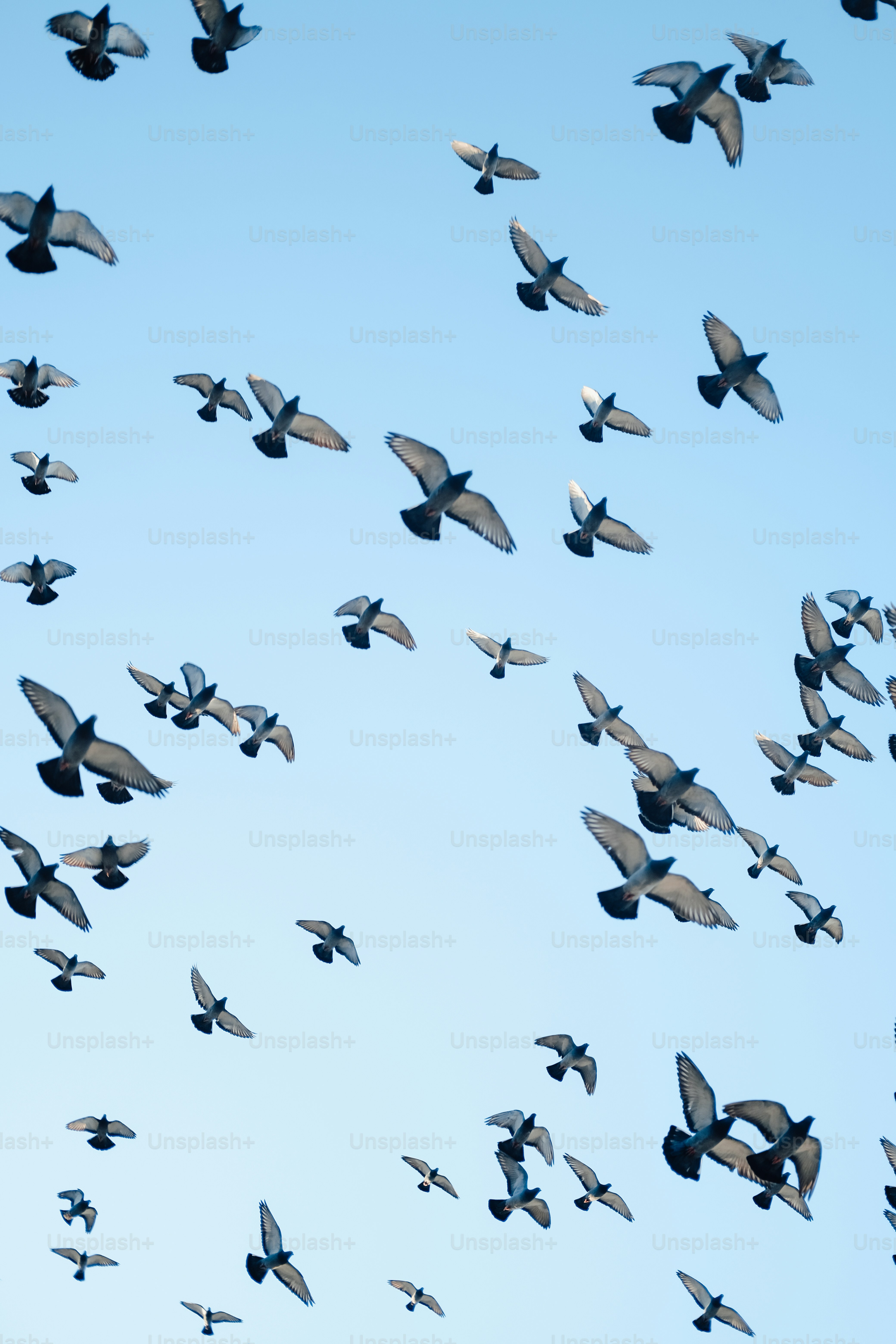 澄んだ青空を飛ぶ鳩の群れ。