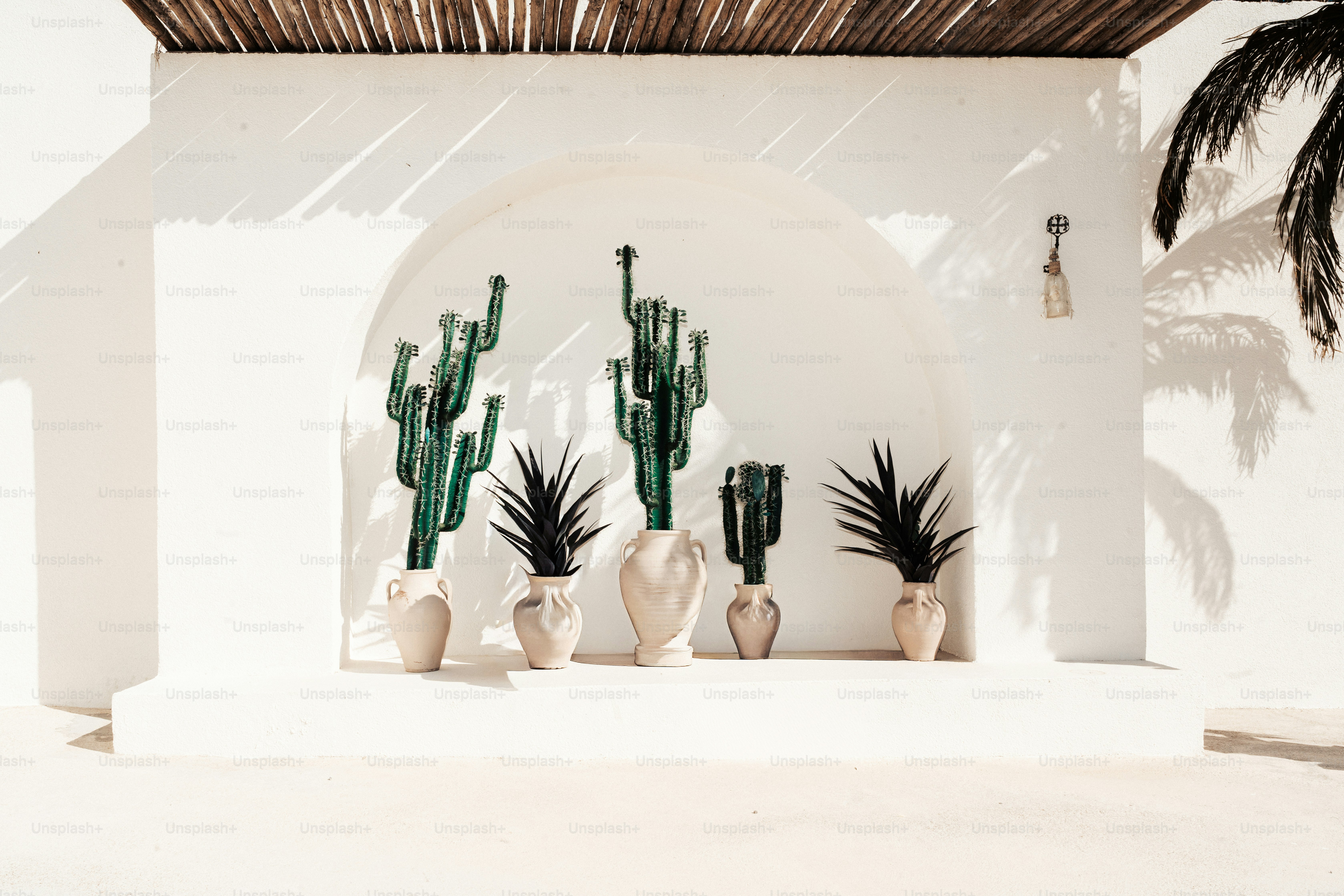 Cacti and plants in pots on a white wall.