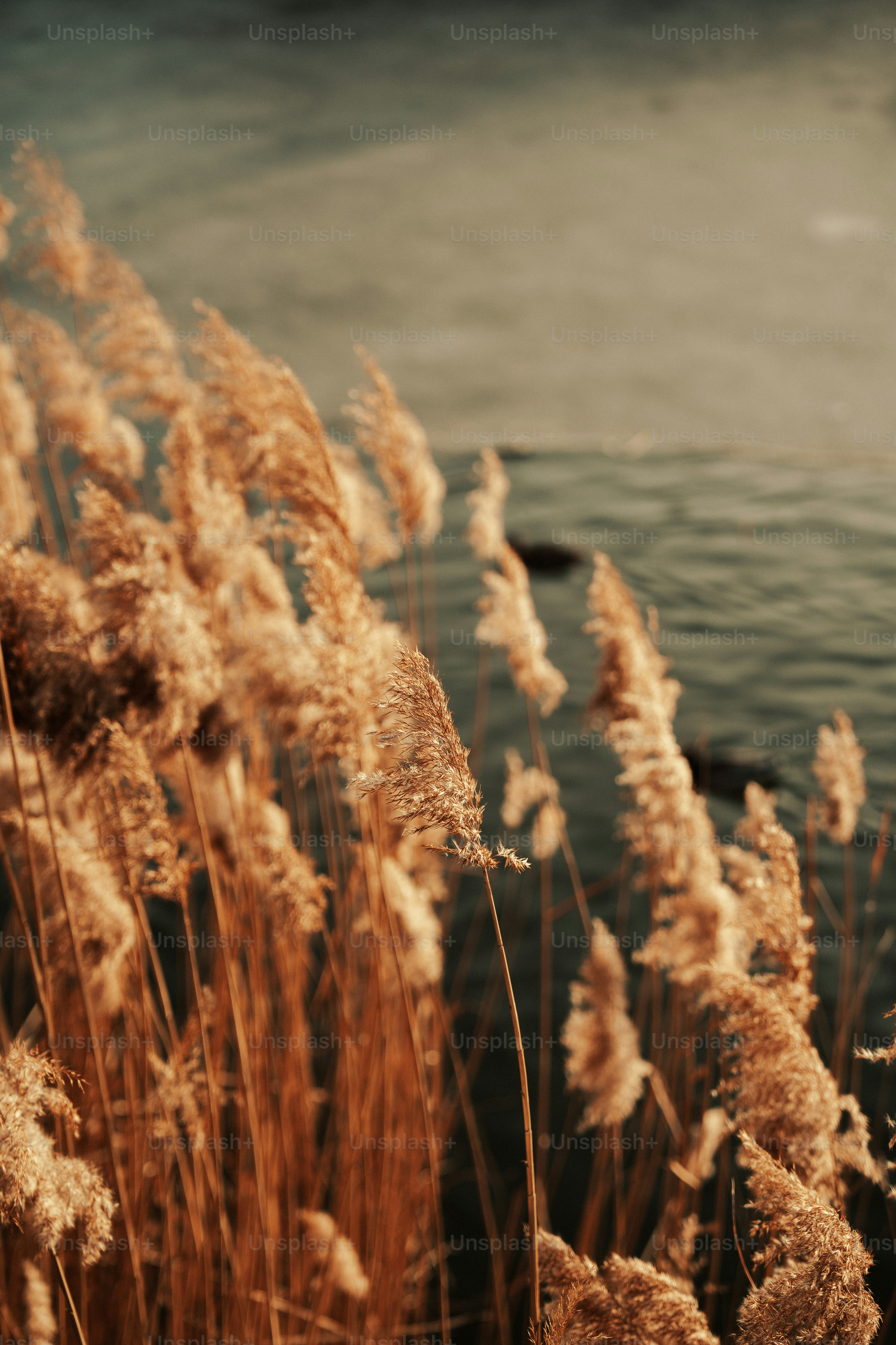 Tall, dry grass blowing in the wind near water.