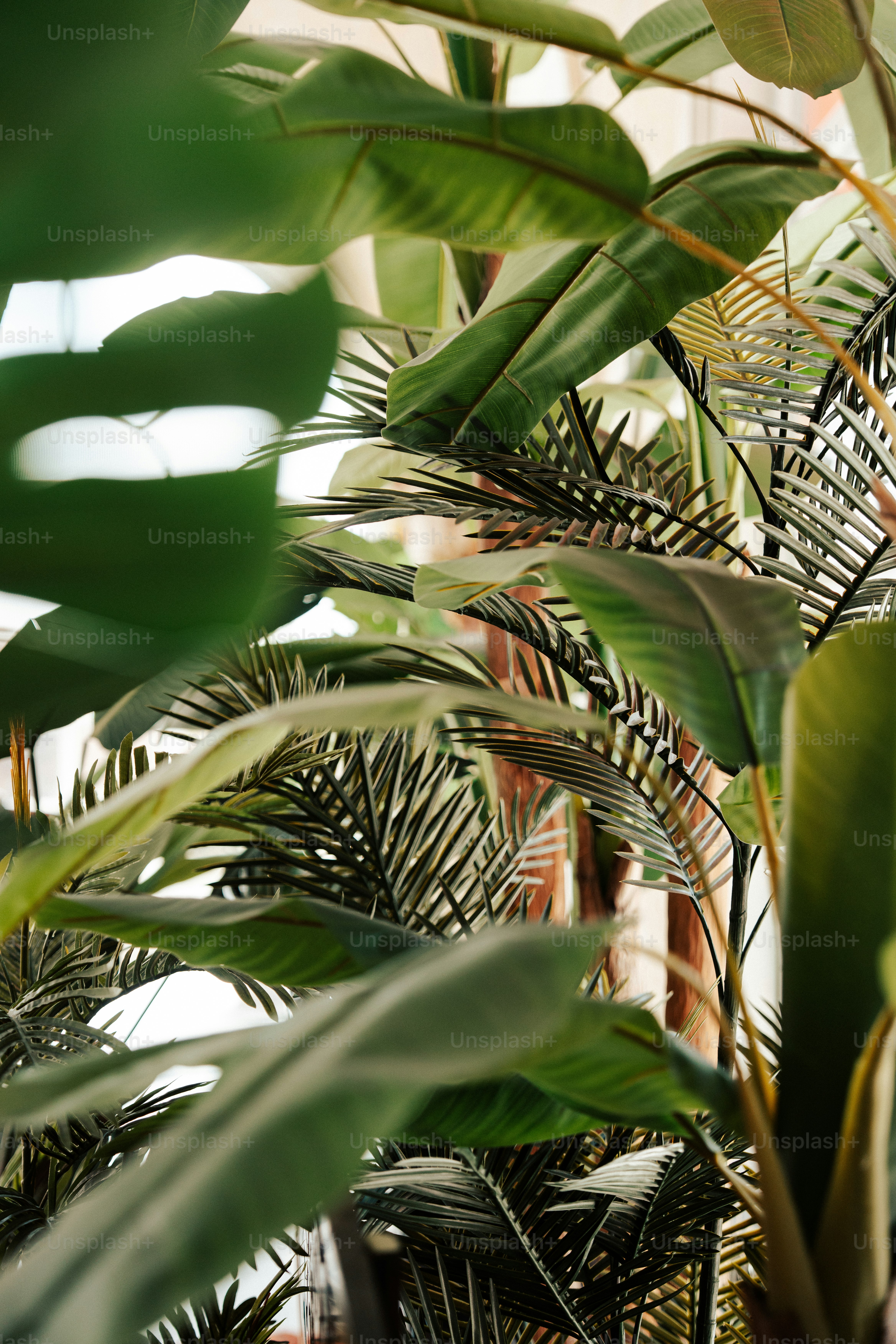 Lush green tropical plants with large leaves.