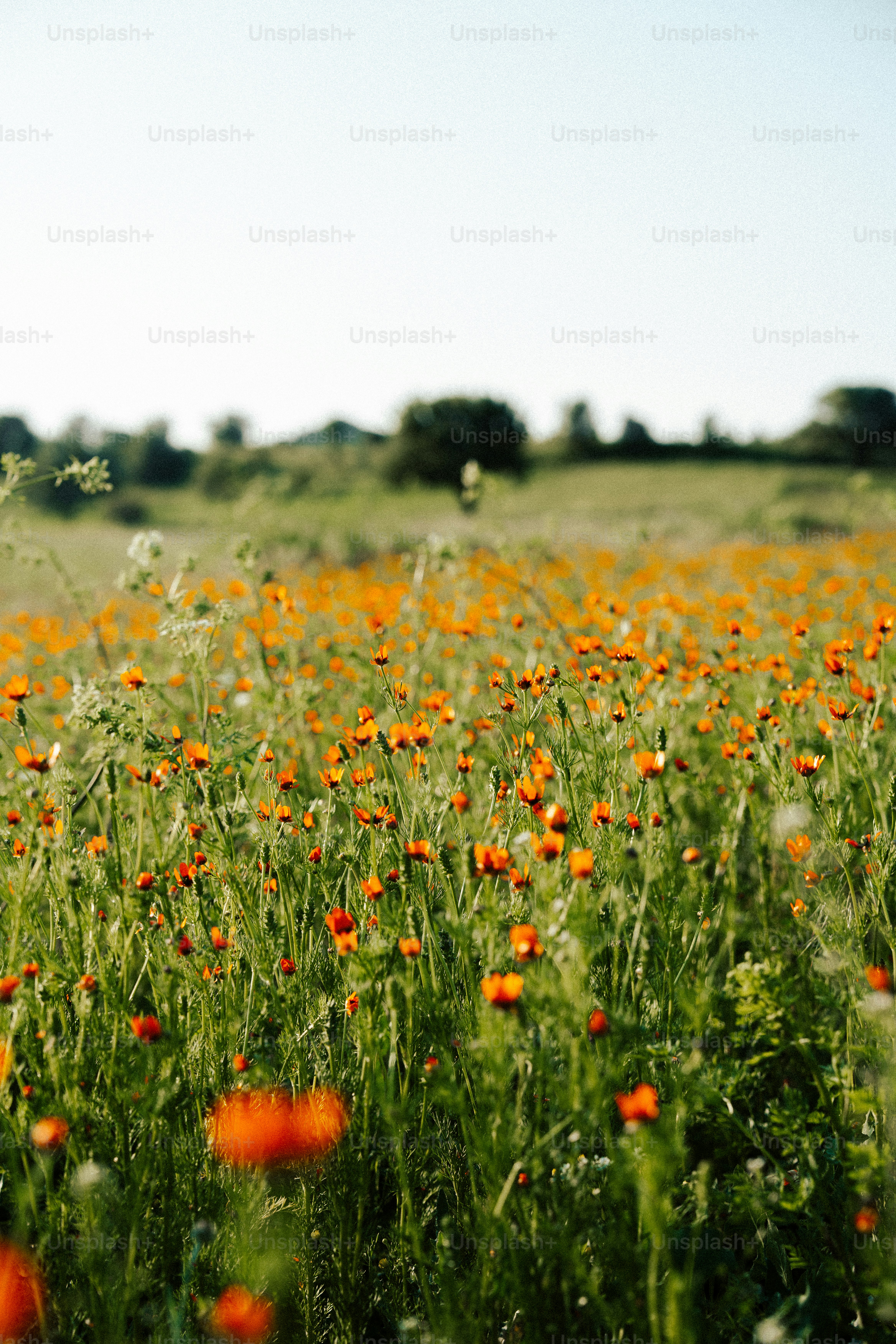Field of orange wildflowers under a clear sky