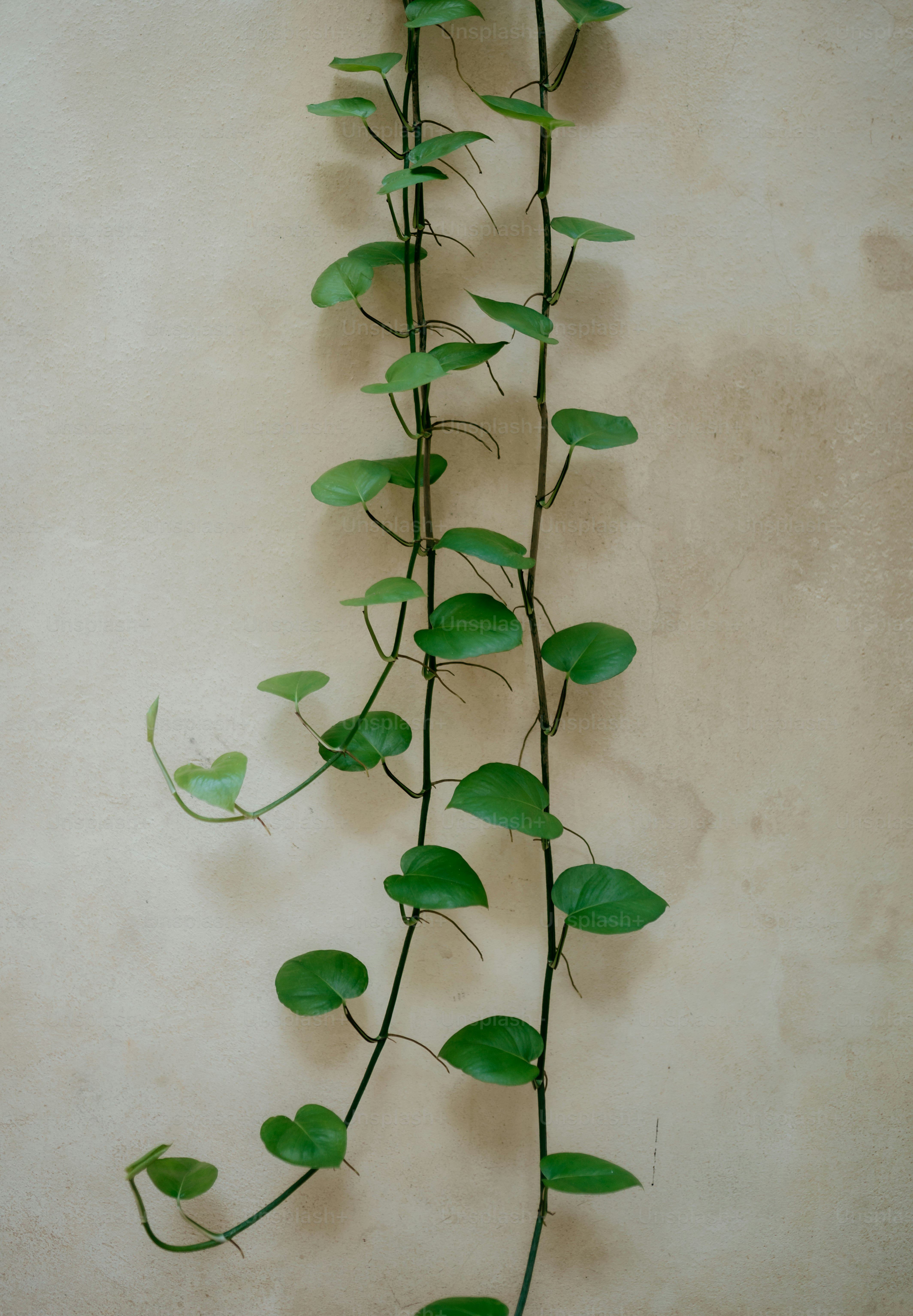 Grüne Ranken mit herzförmigen Blättern hängen herab.