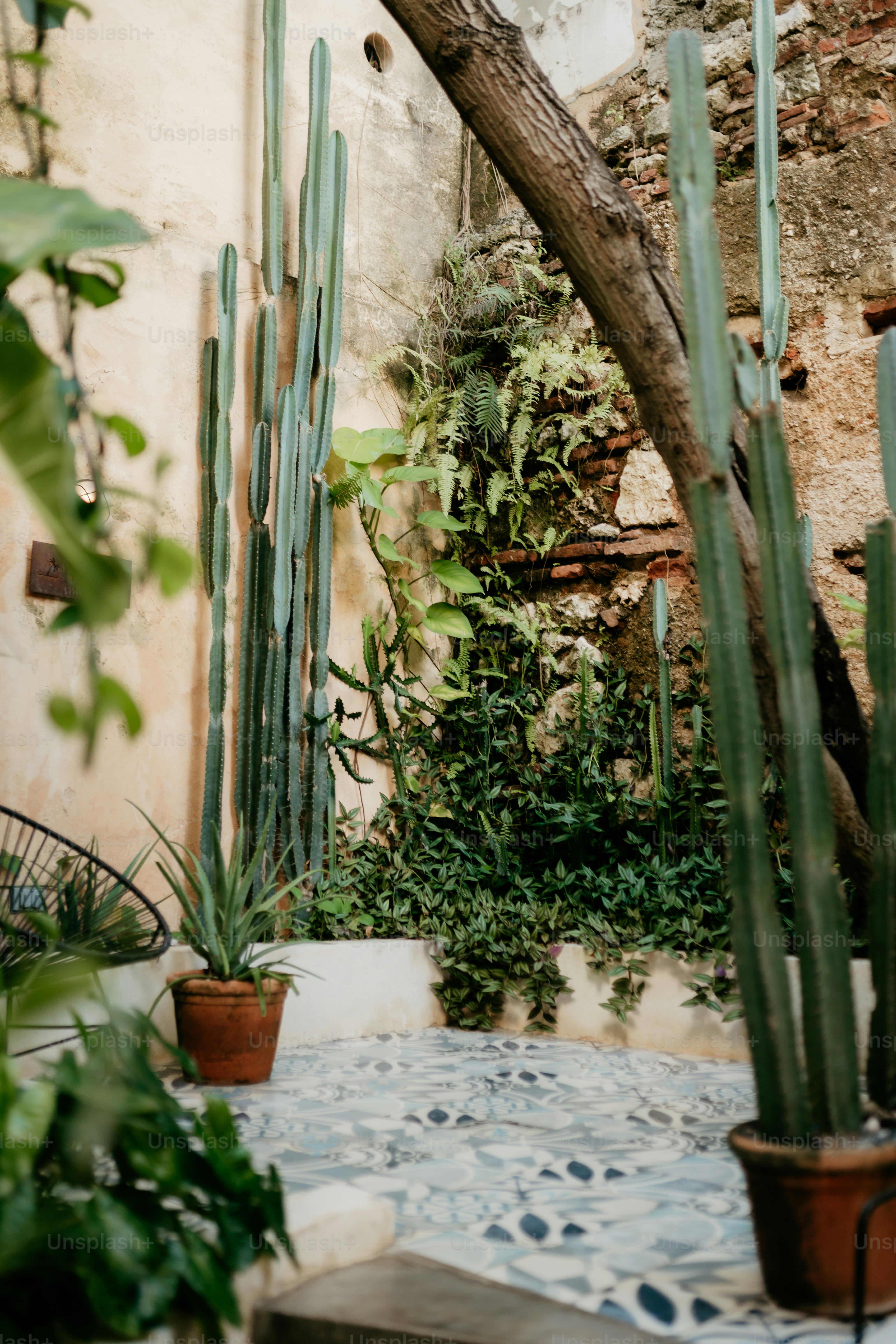 Tall cacti and lush greenery in a courtyard.