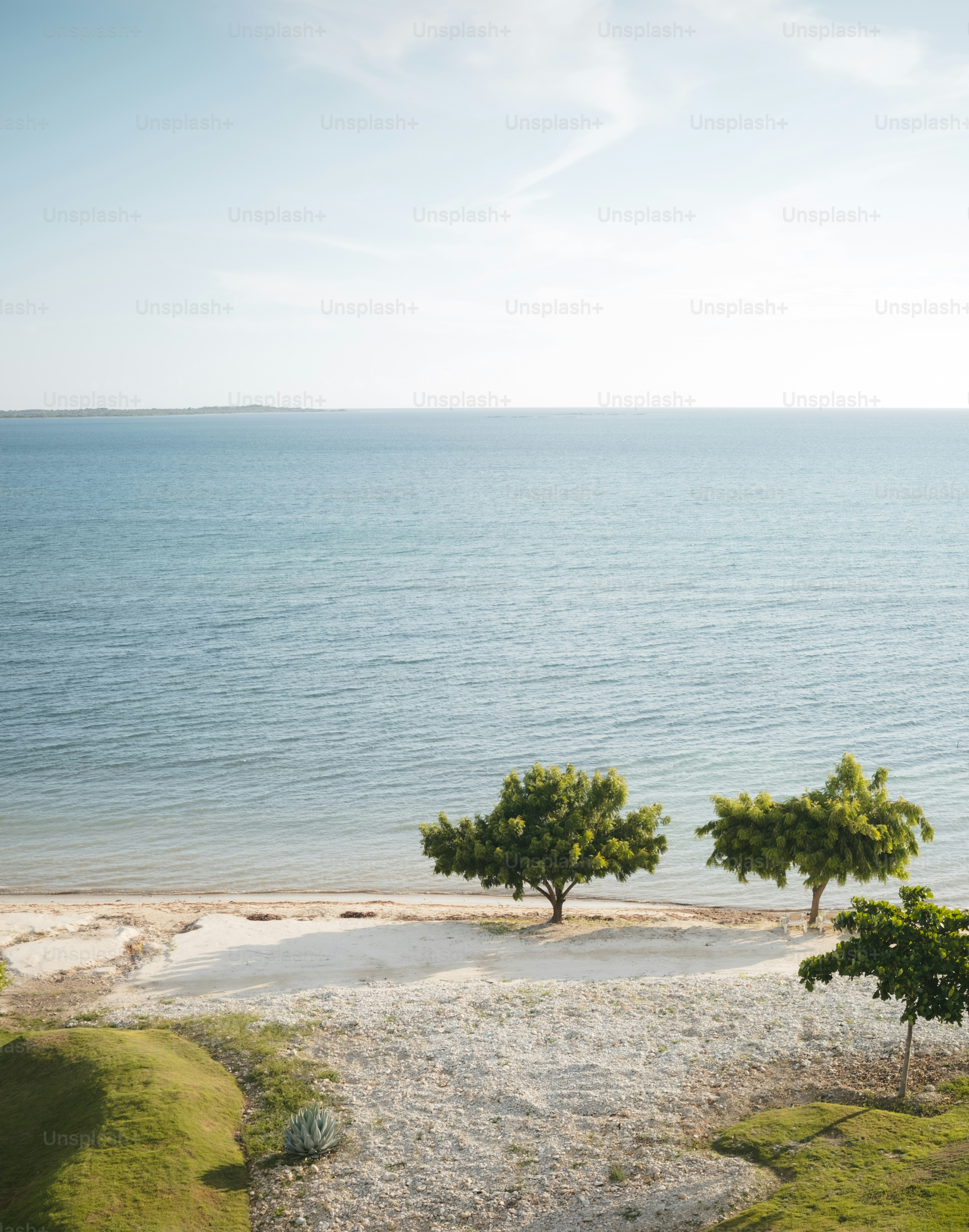 Three trees on a sandy beach by the ocean.