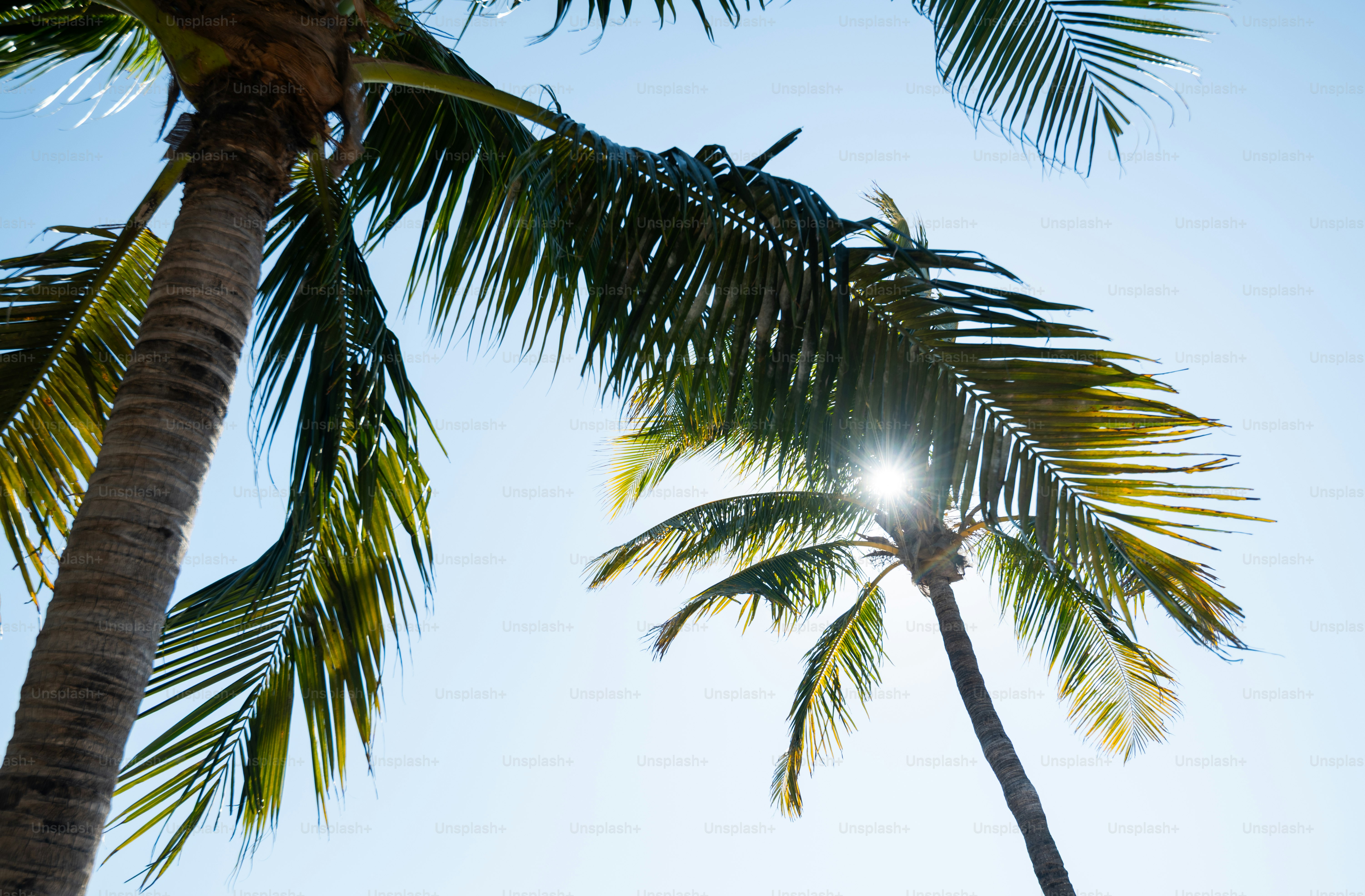 澄んだ青空を背景にヤシの木が