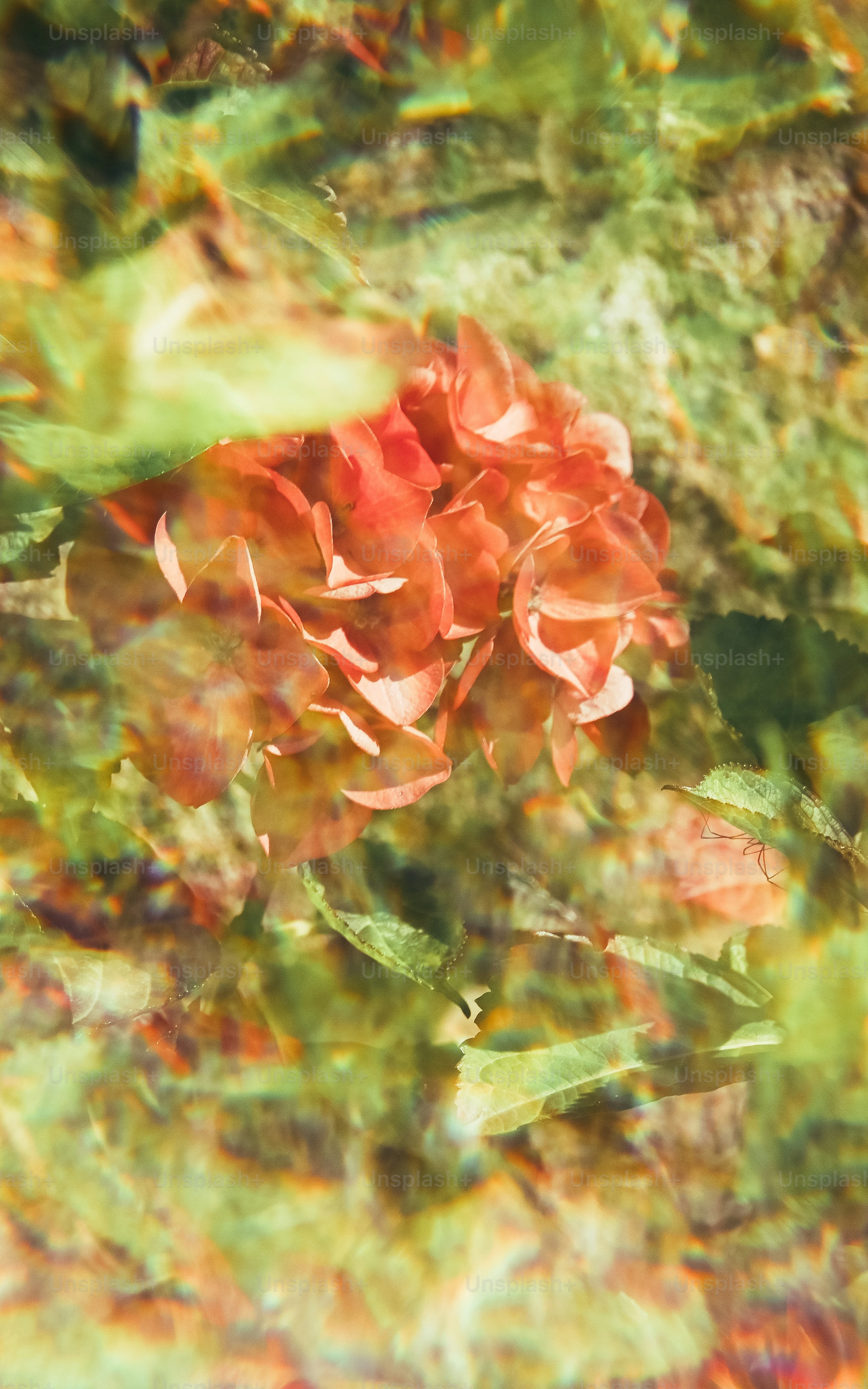 A close-up of a reddish-orange flower with green foliage.