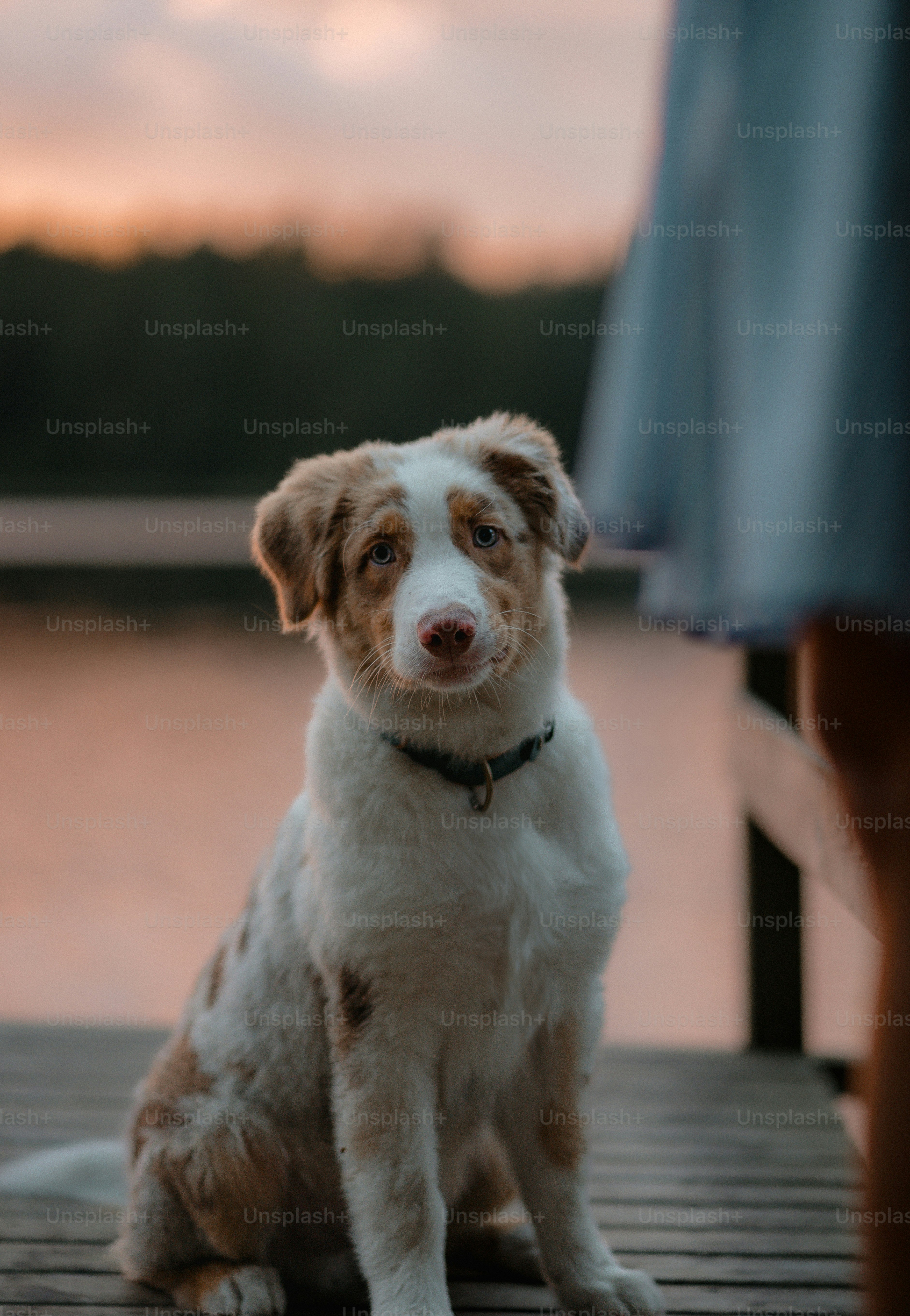Un petit chiot mignon est assis sur un quai en bois au coucher du soleil.