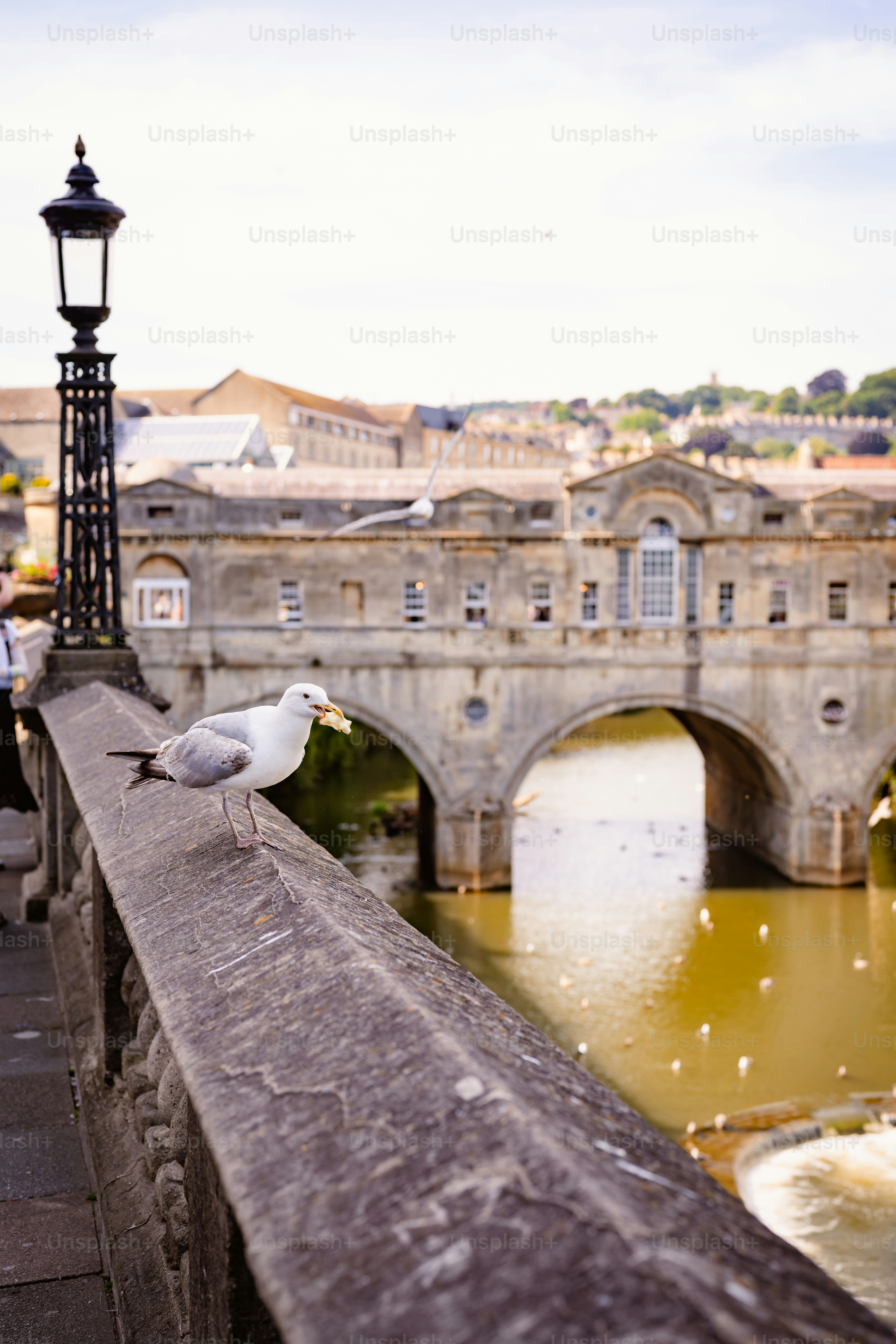Seagull perched on a bridge railing overlooking water.