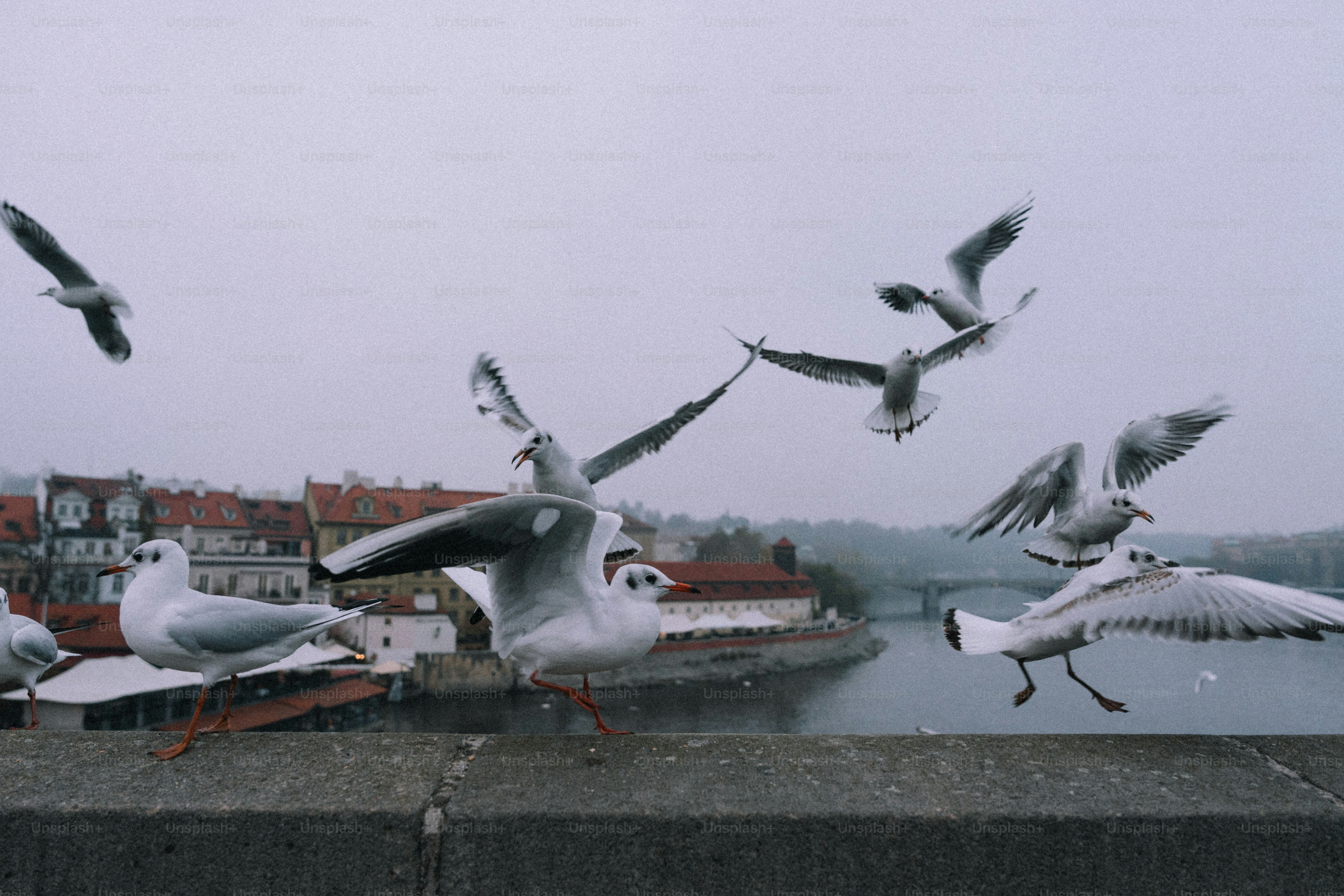 Seagulls flying and perched by a river.