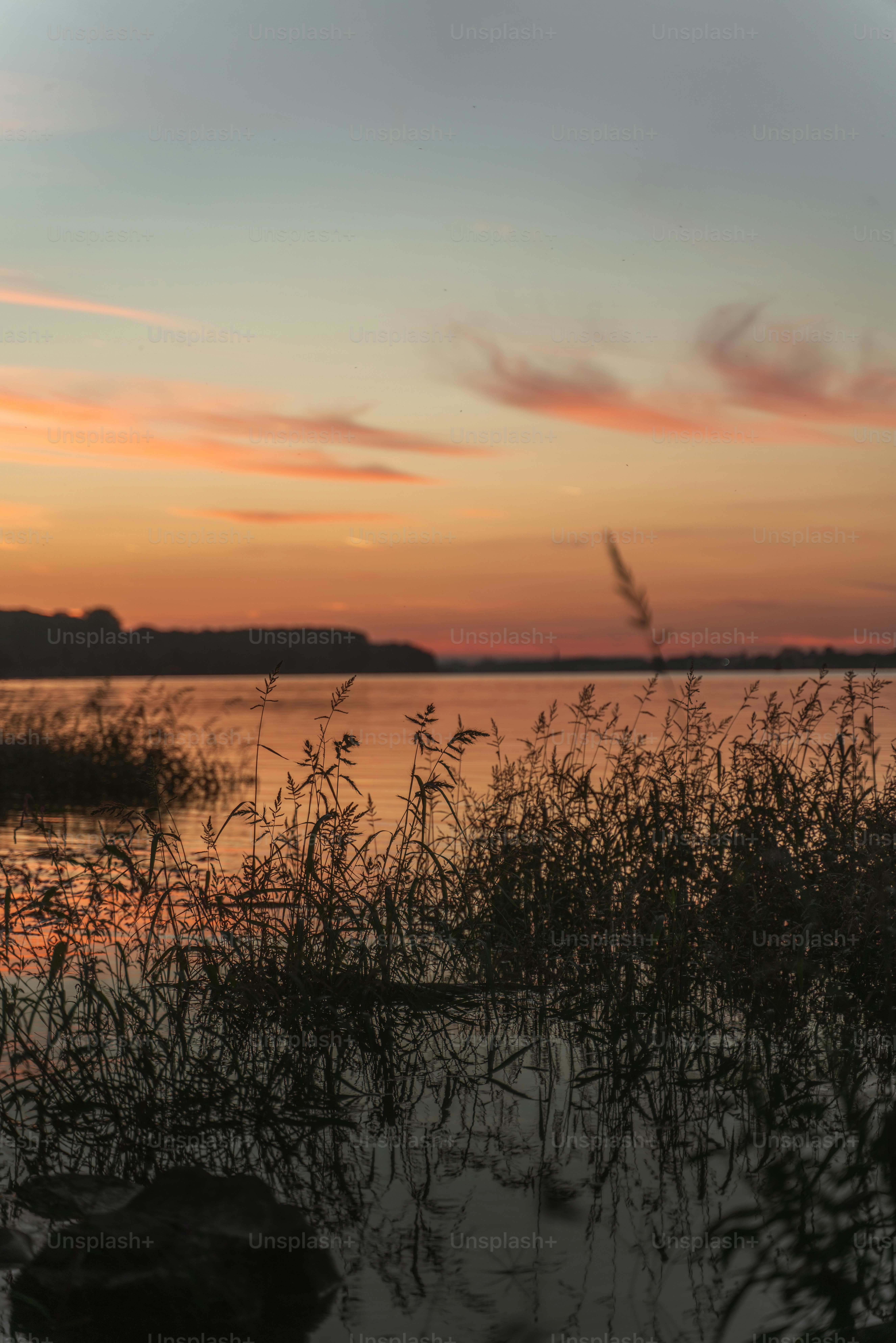 Sunset over a calm lake with reeds in foreground