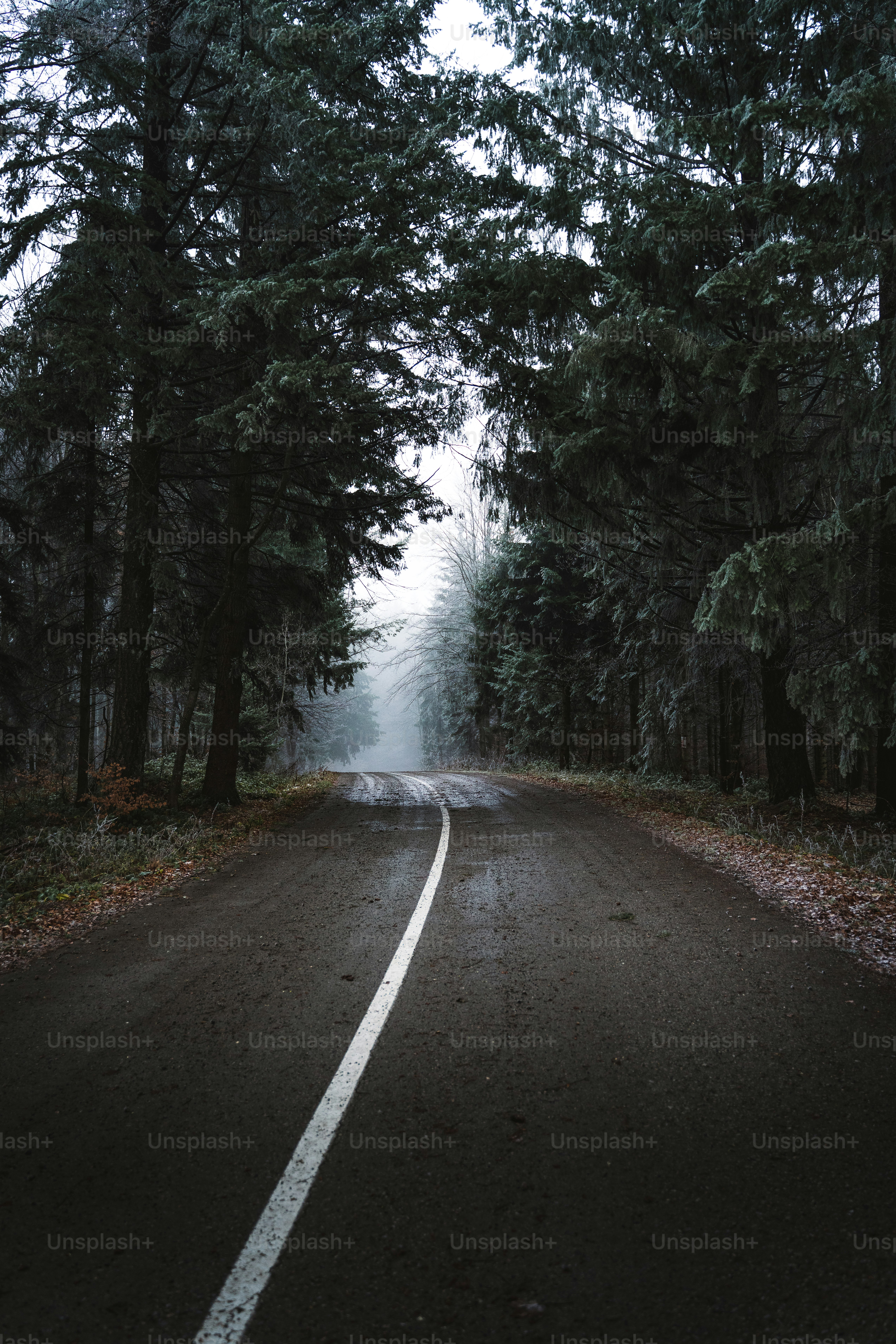 A dark, misty forest road with tall trees.