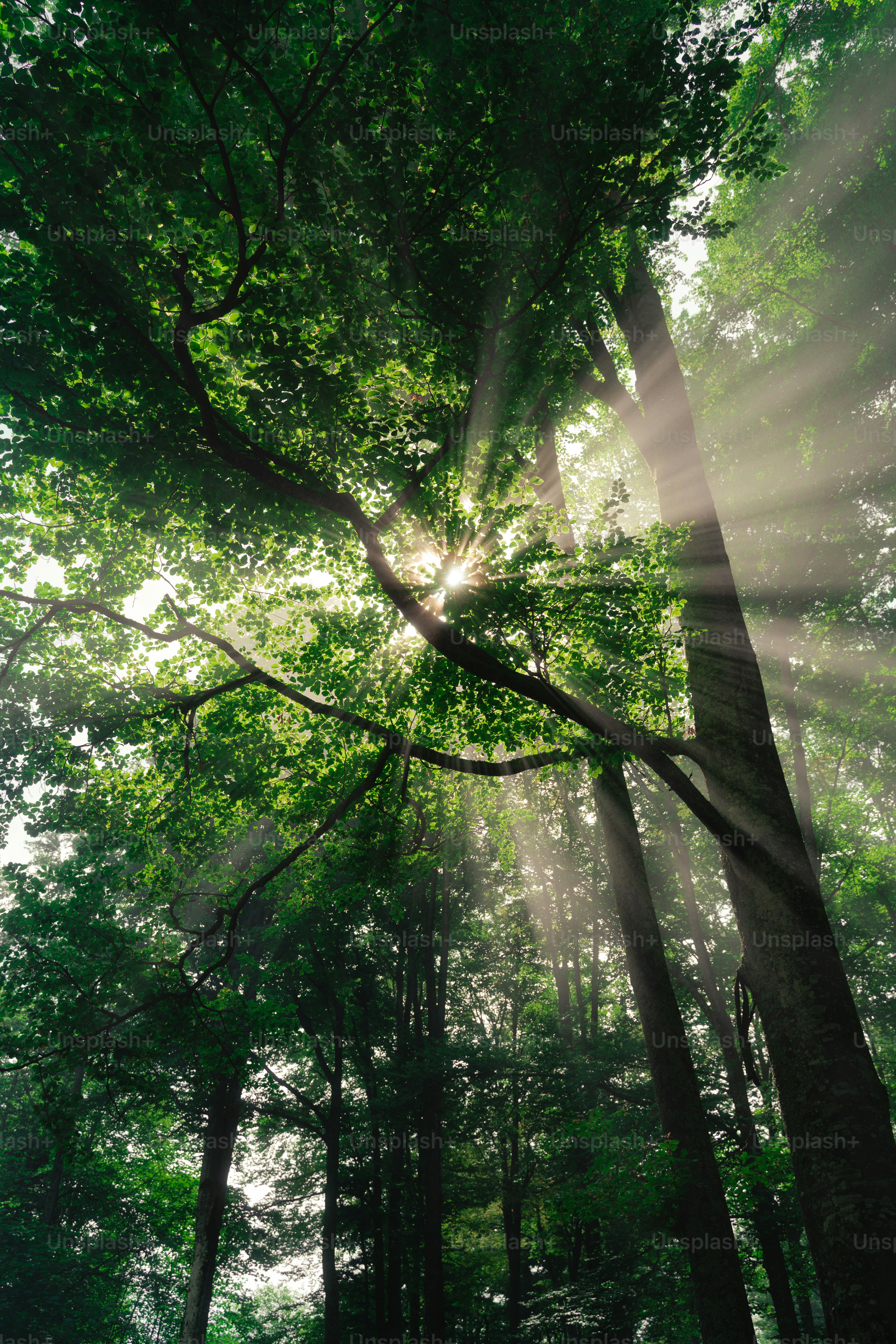 Sunlight streams through lush green forest canopy.
