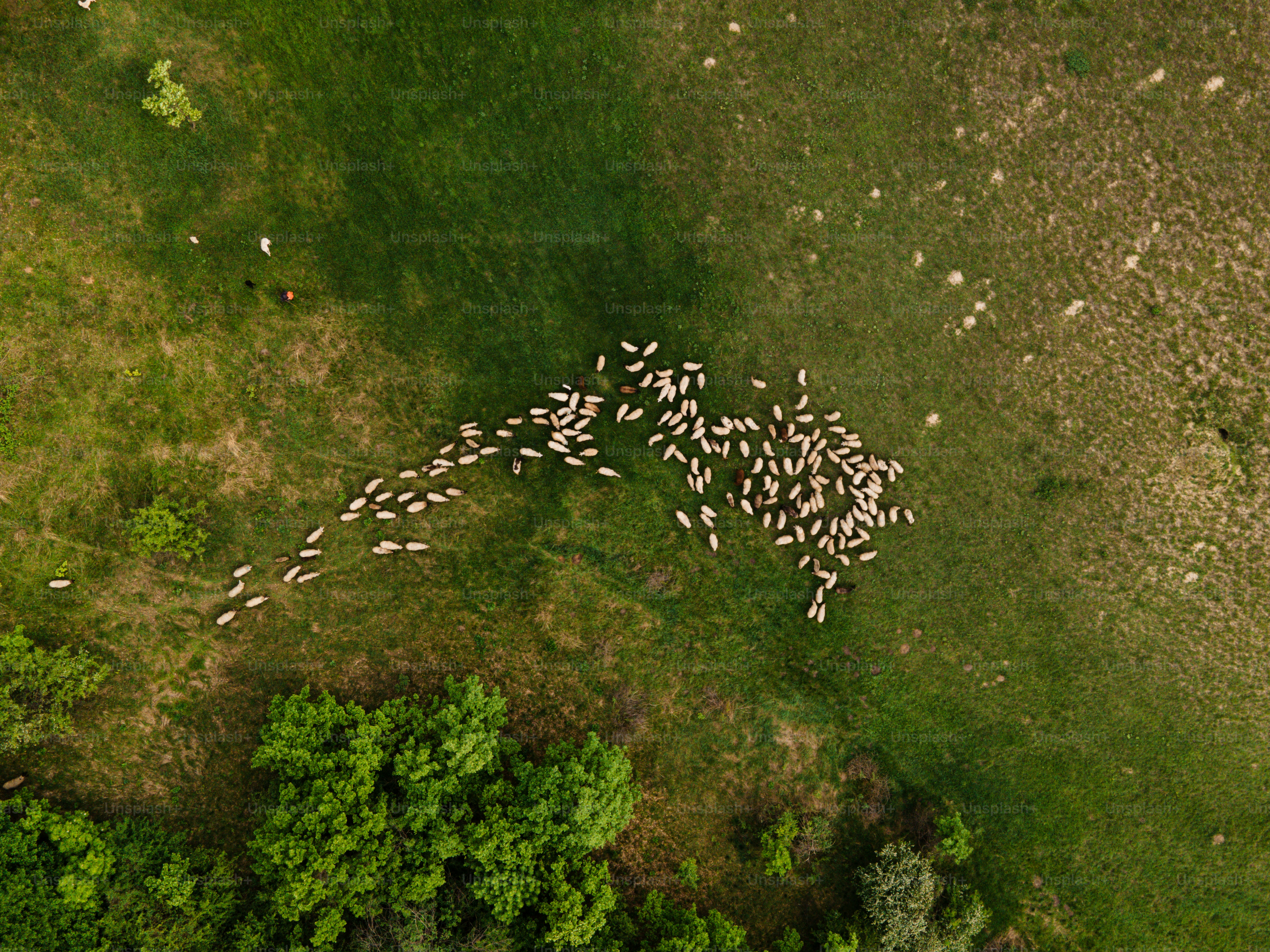 Flock of sheep grazing on a grassy field from above