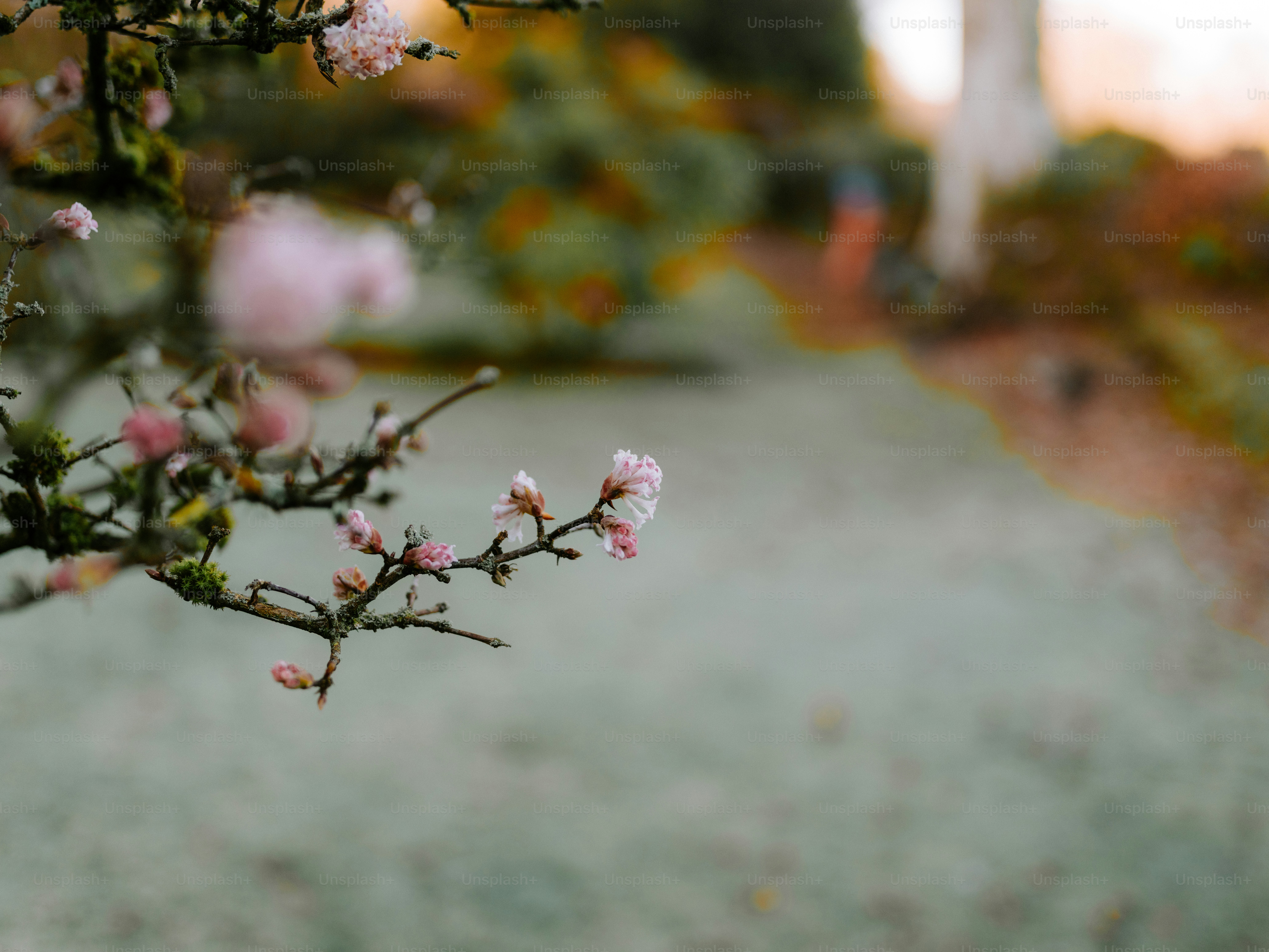 Delicate pink blossoms on a tree branch.