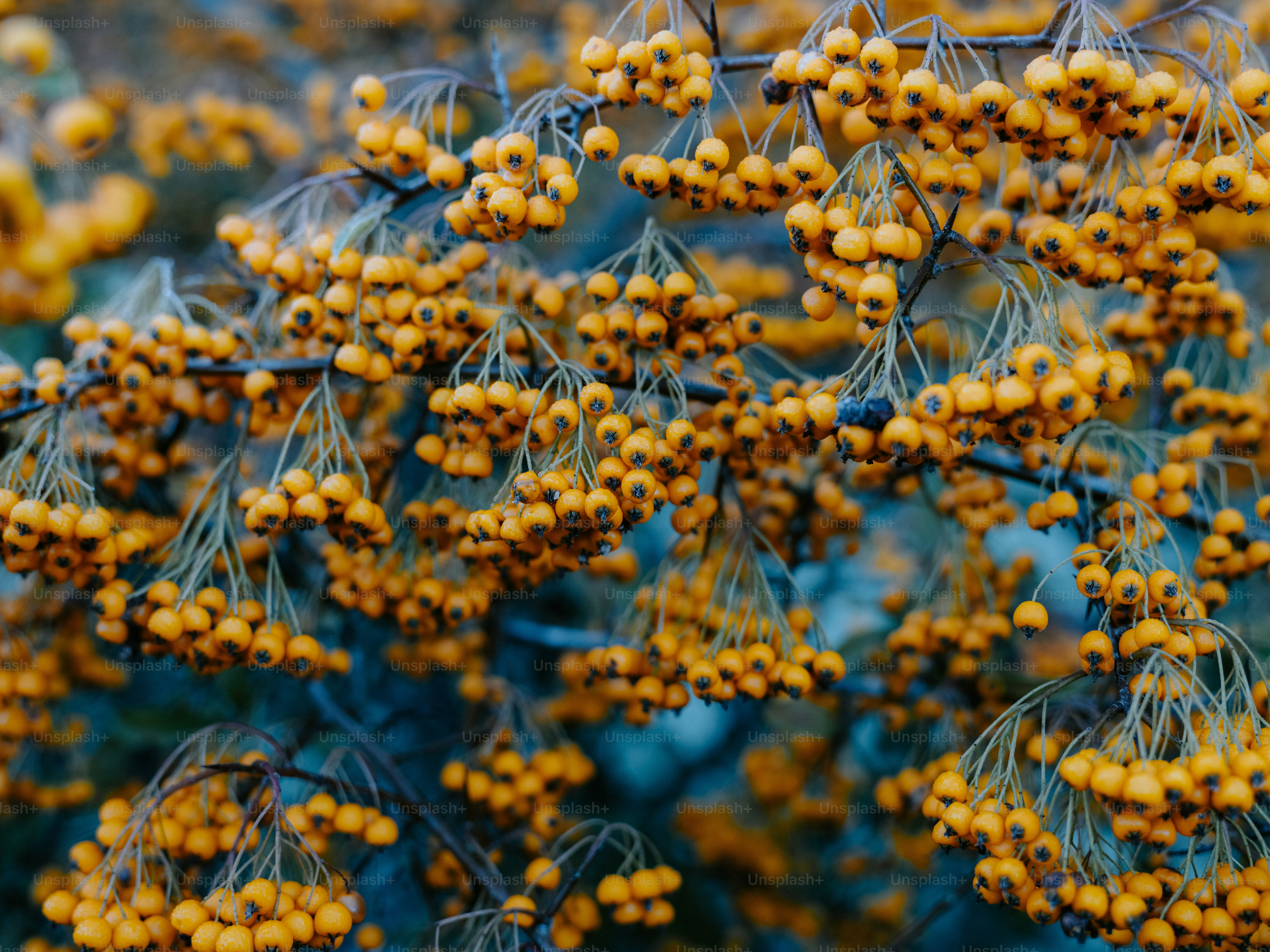 Clusters of small yellow berries on branches photo – Plant Image on ...