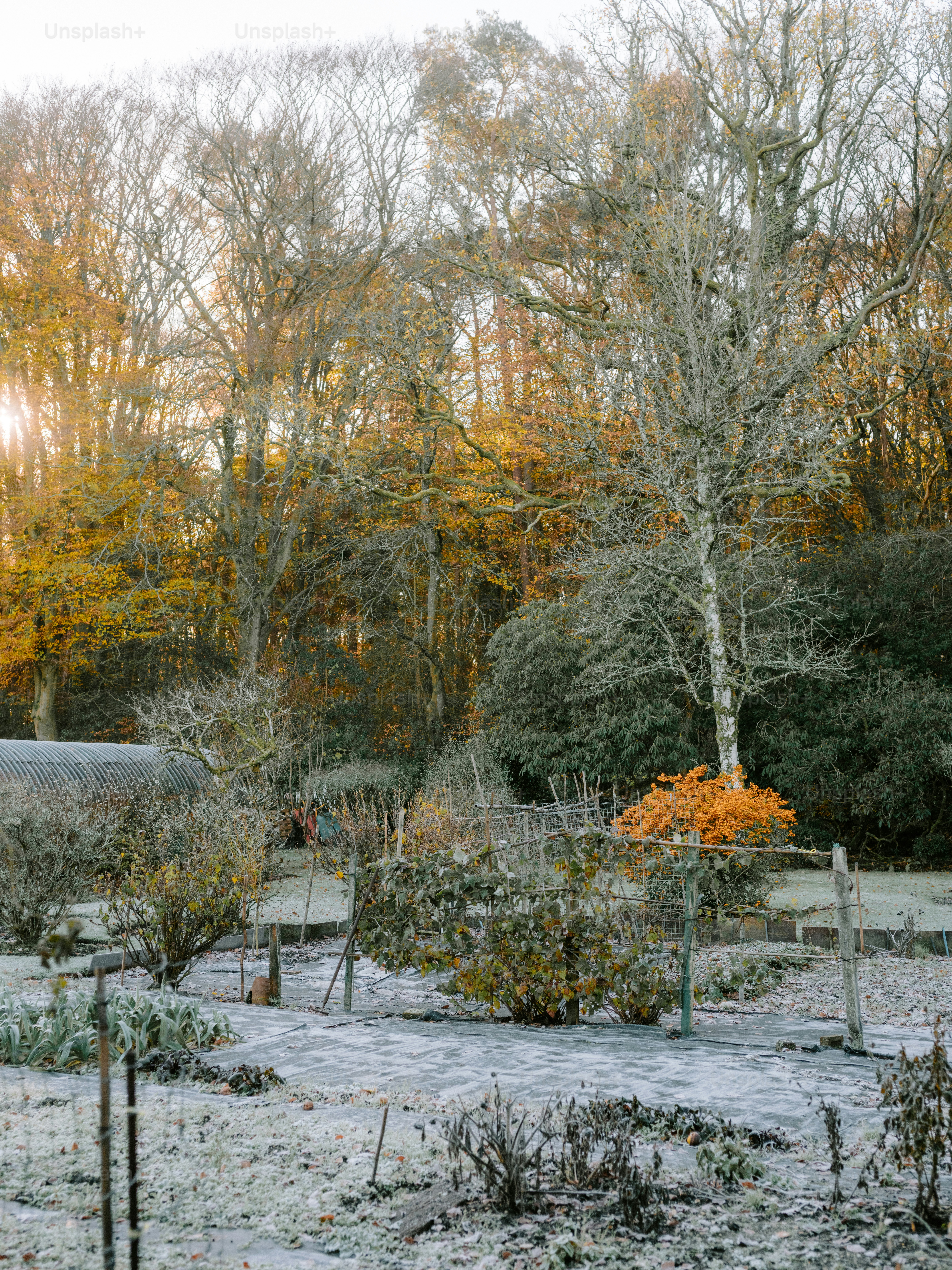 Frosty garden with bare trees and autumn foliage