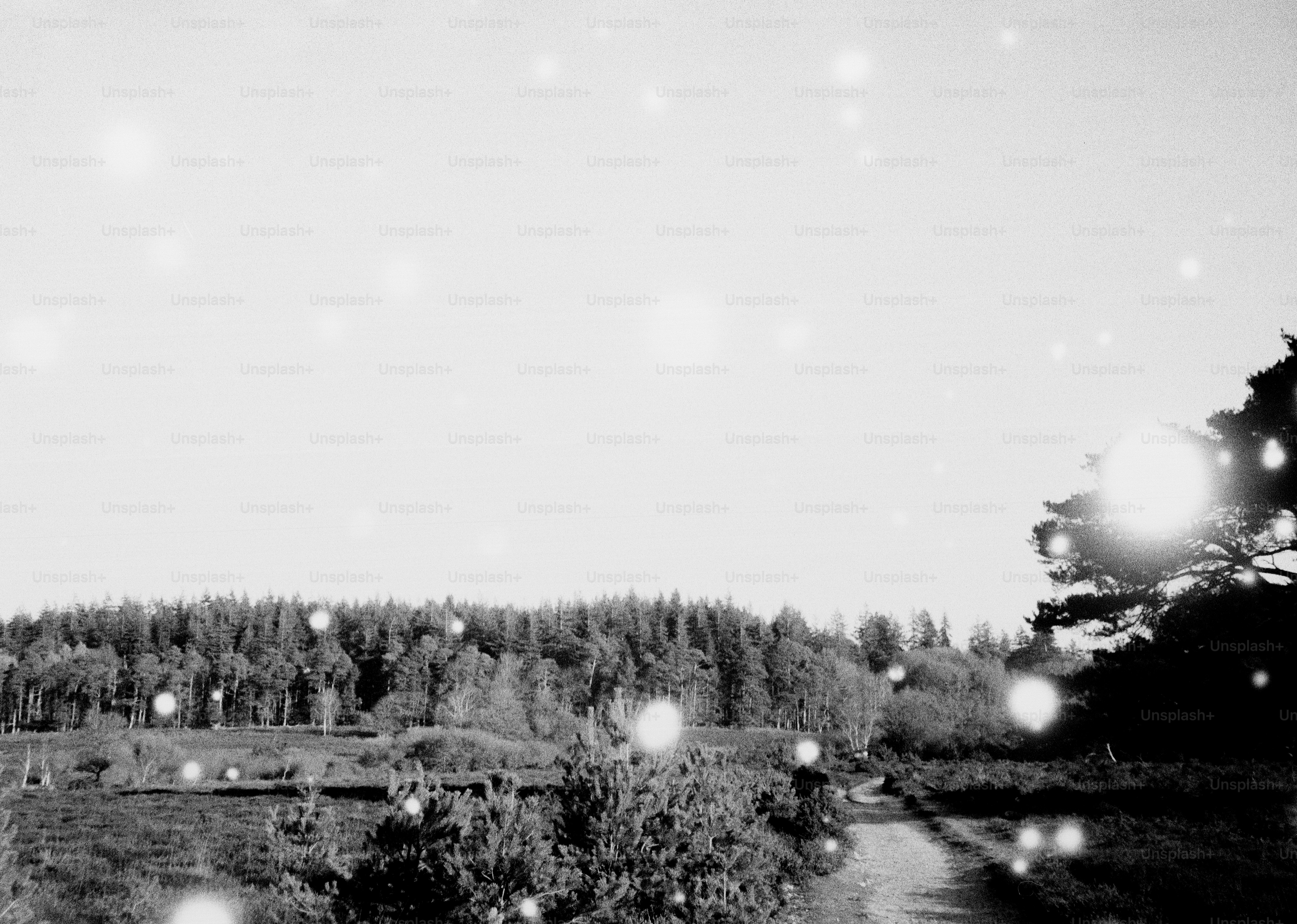 Black and white landscape with trees and water photo – Film photography ...