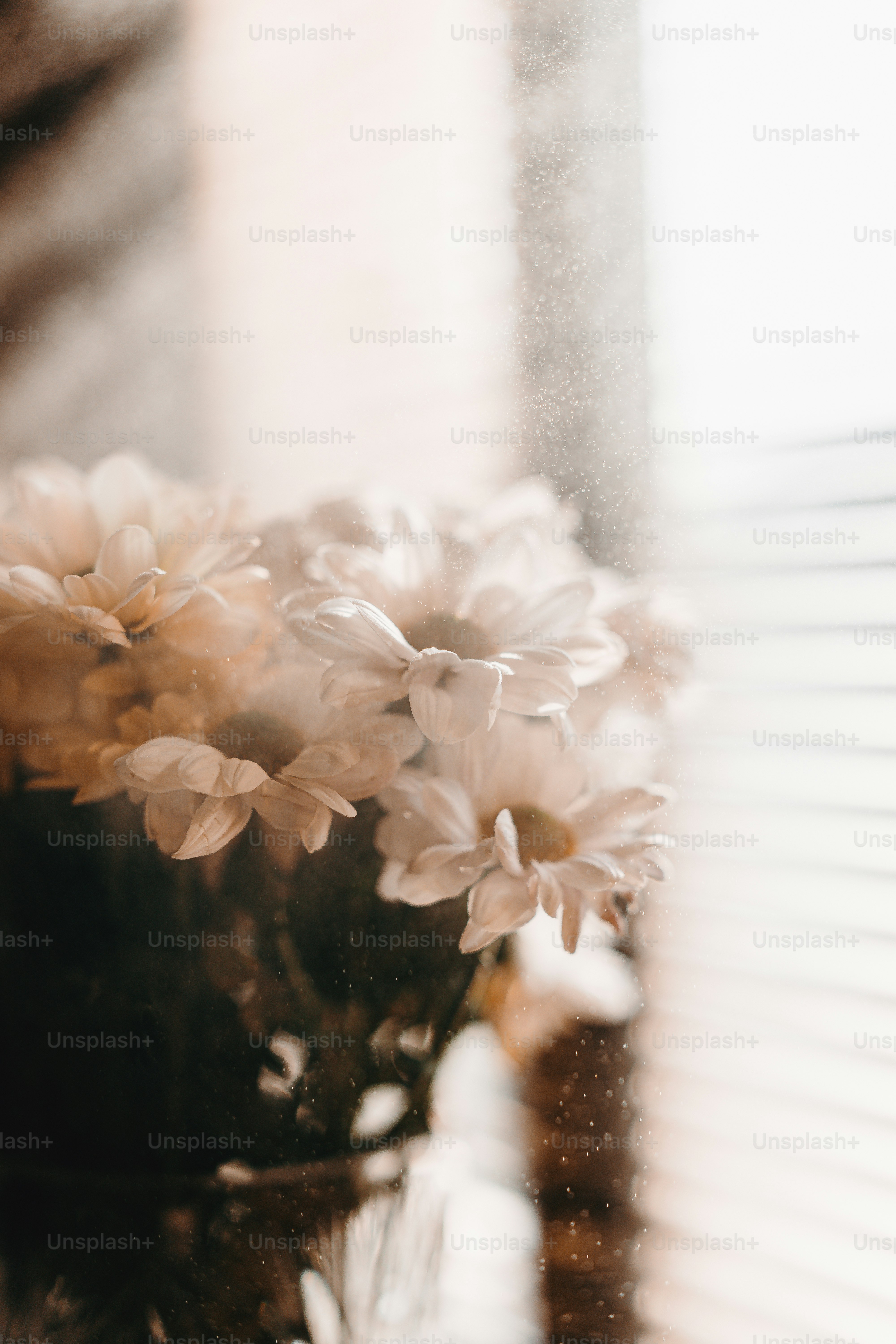 White daisies in a vase with water spray.
