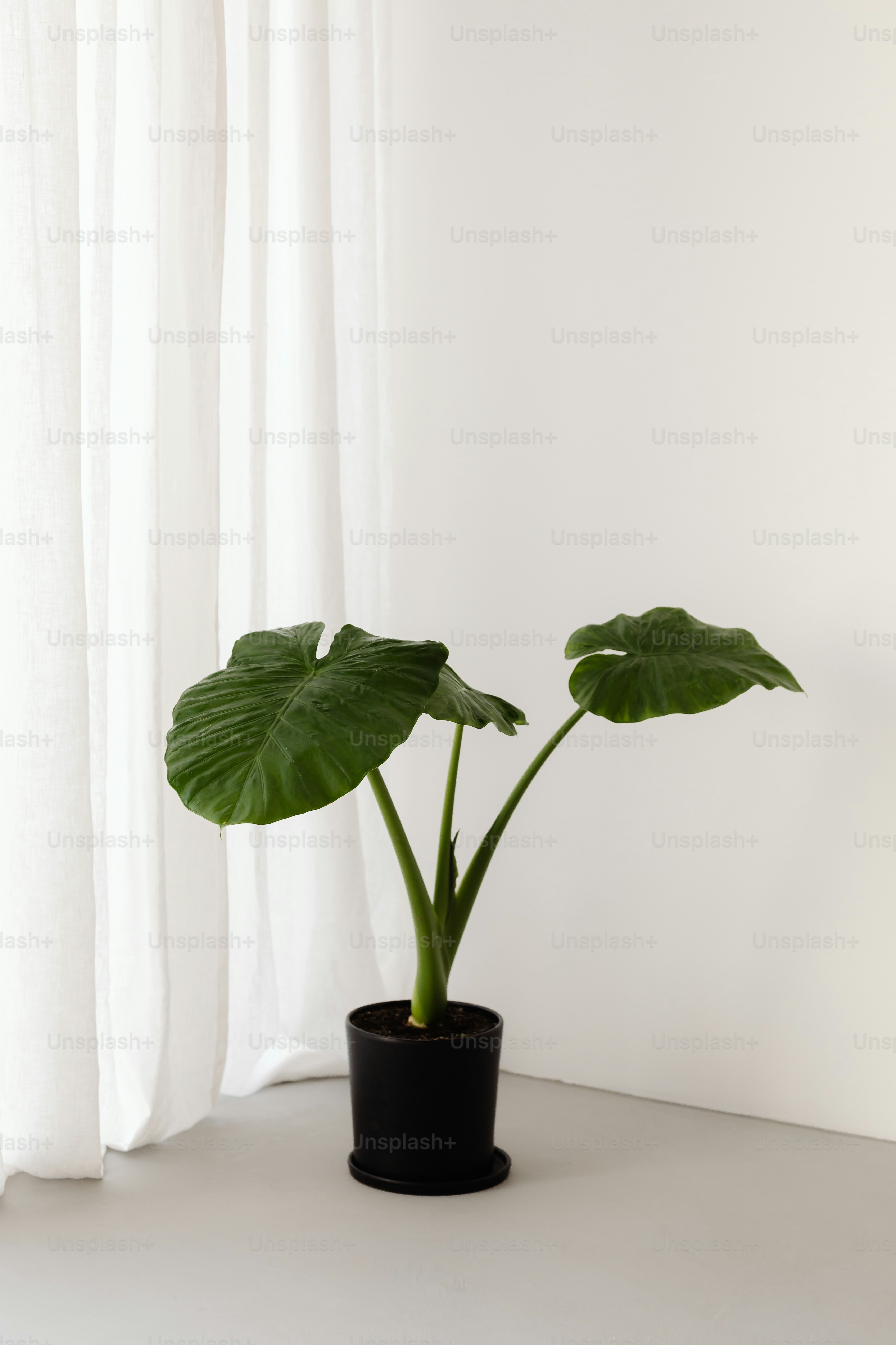 A large green plant in a black pot.