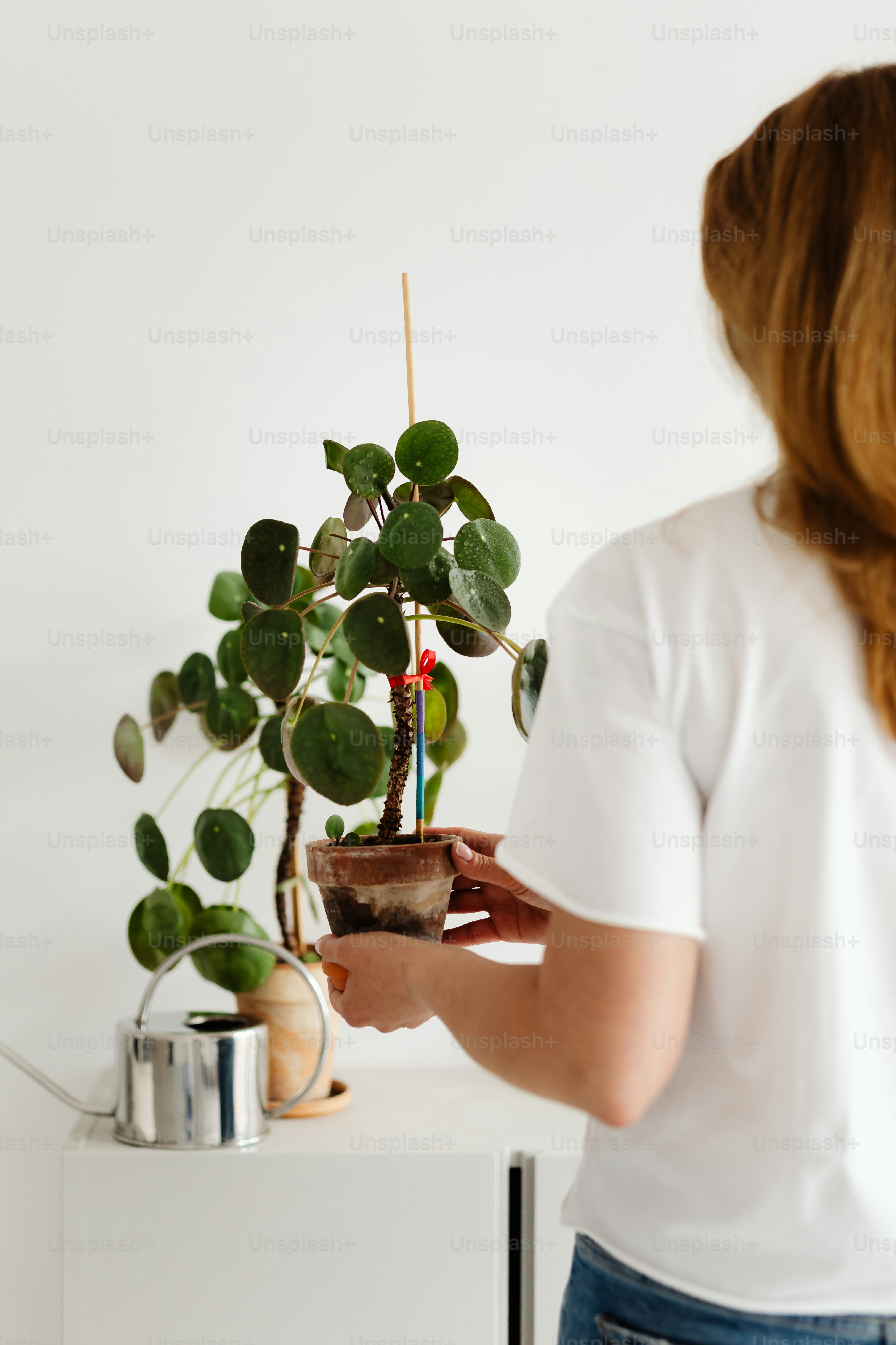 Woman tending to a pilea plant indoors.