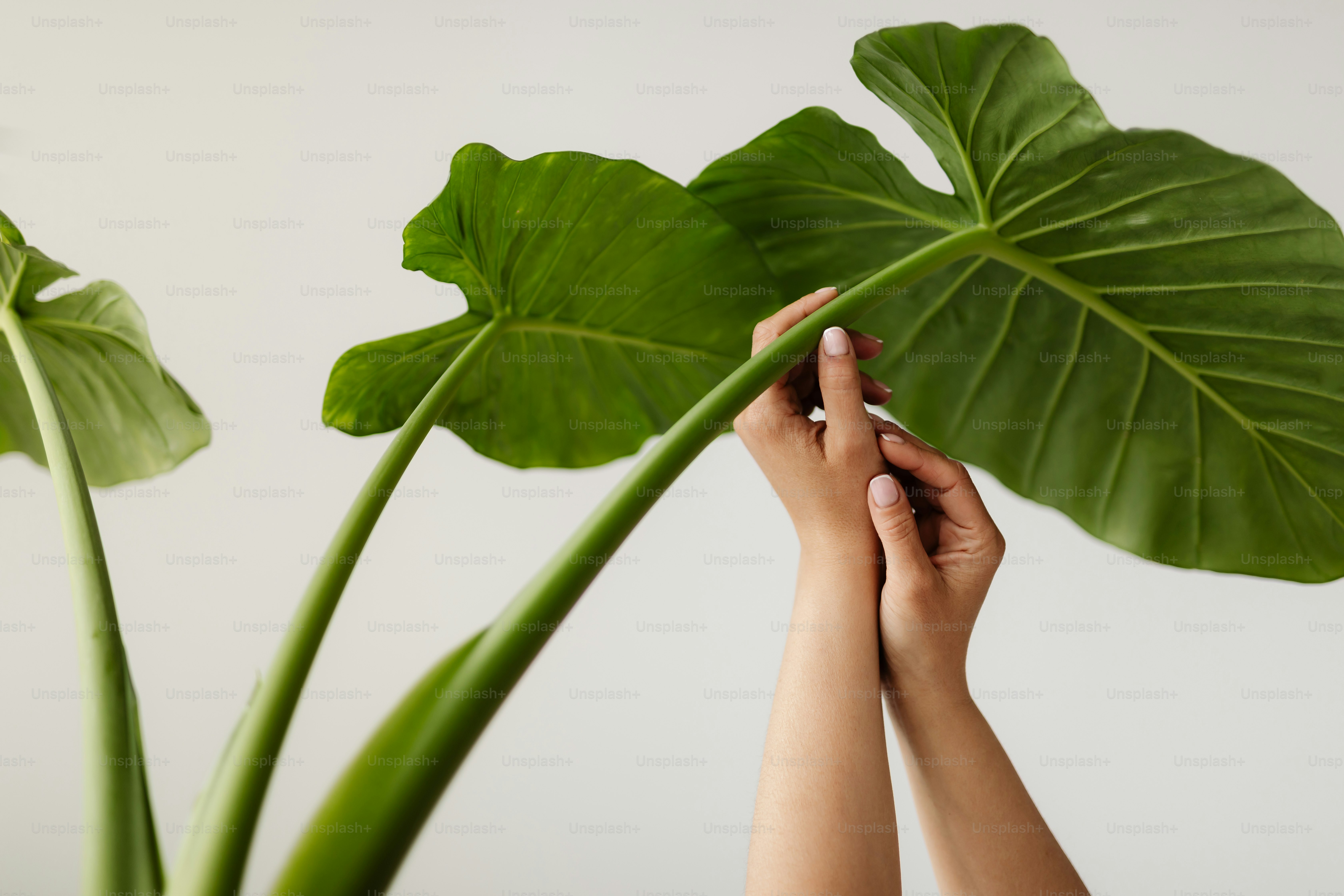 Hands gently touching large green tropical leaves