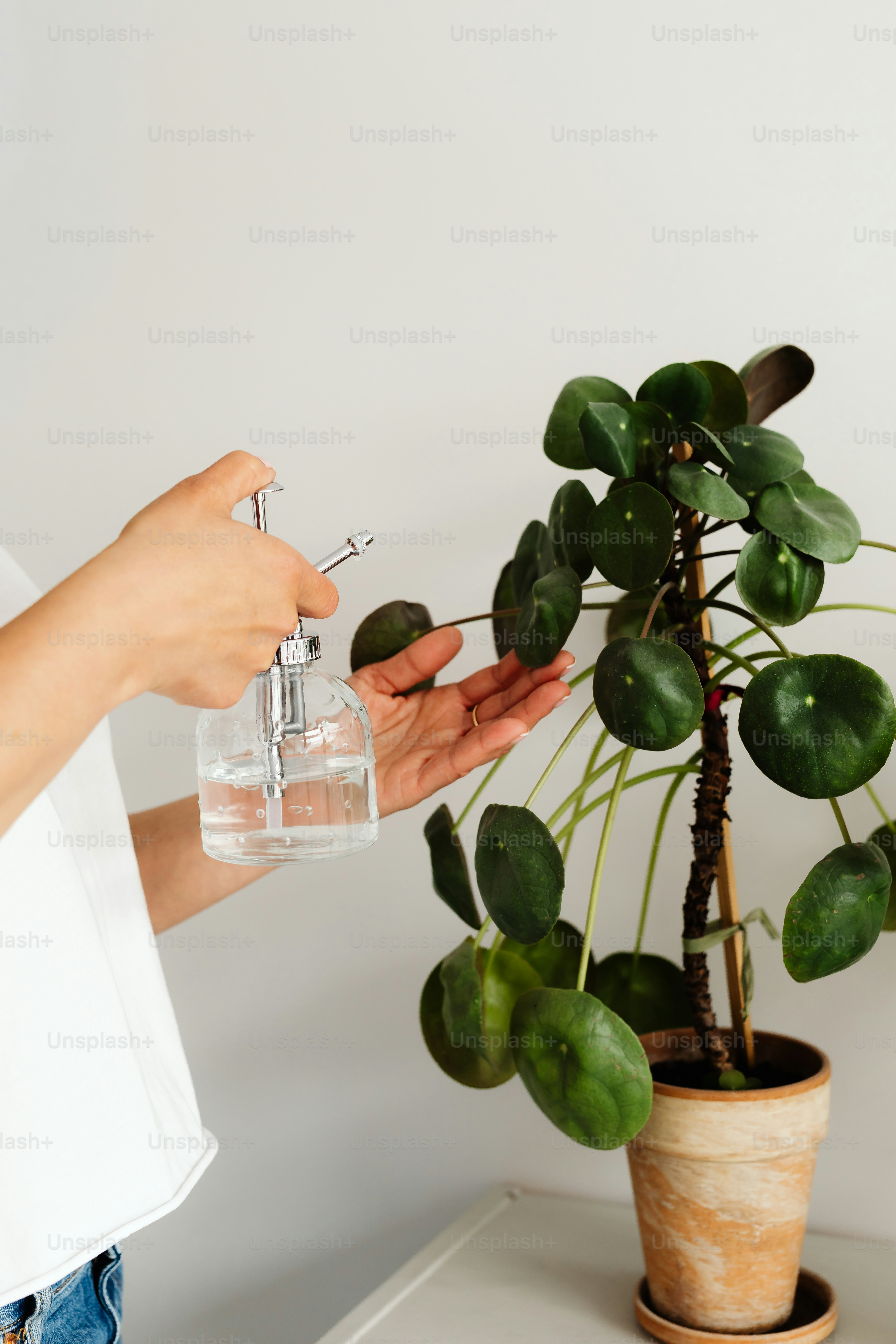 Person misting a chinese money plant with water. photo  Leaf Image on  Unsplash