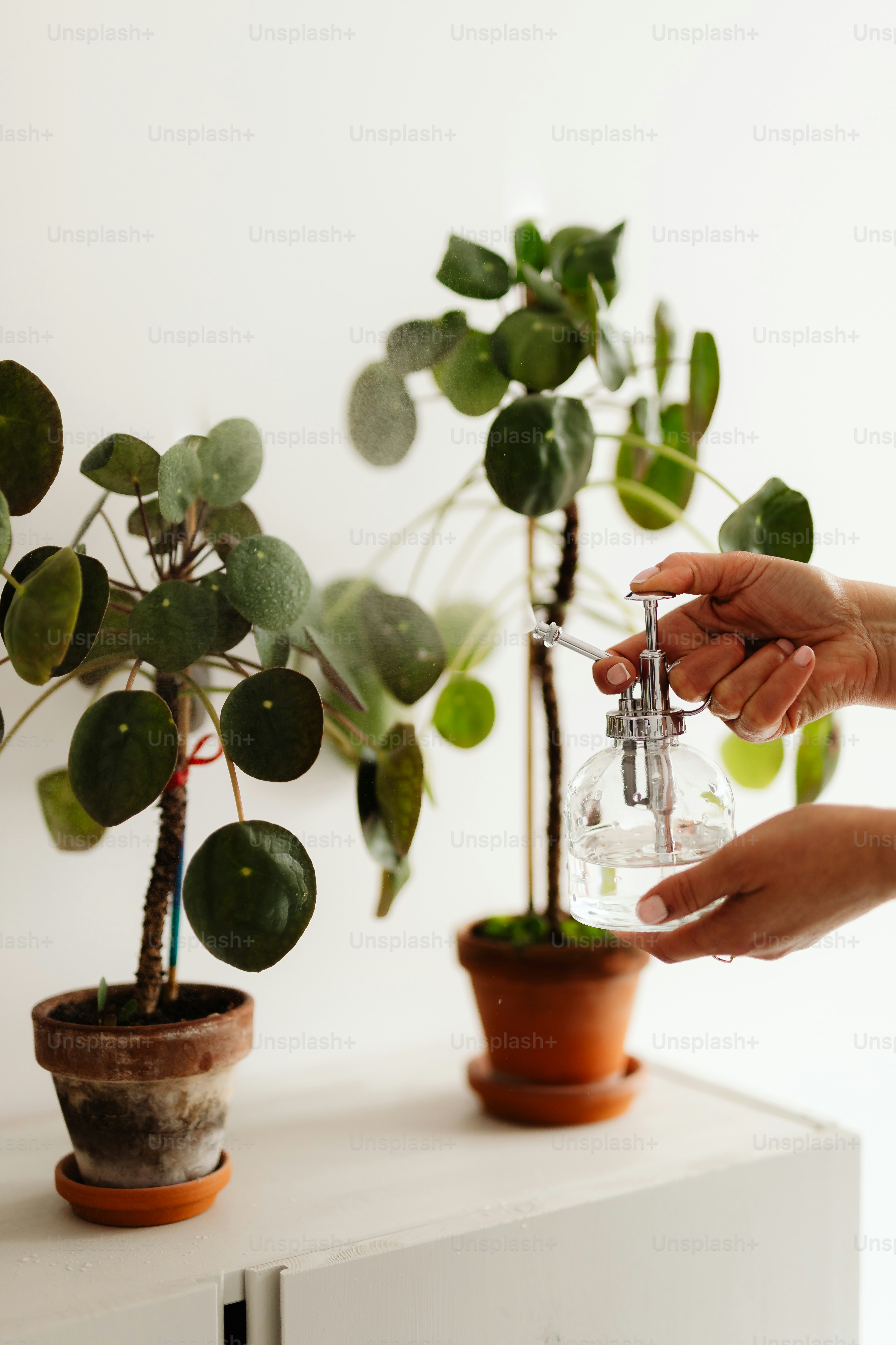 Hände gießen eine Pflanze mit einem Glasnebel