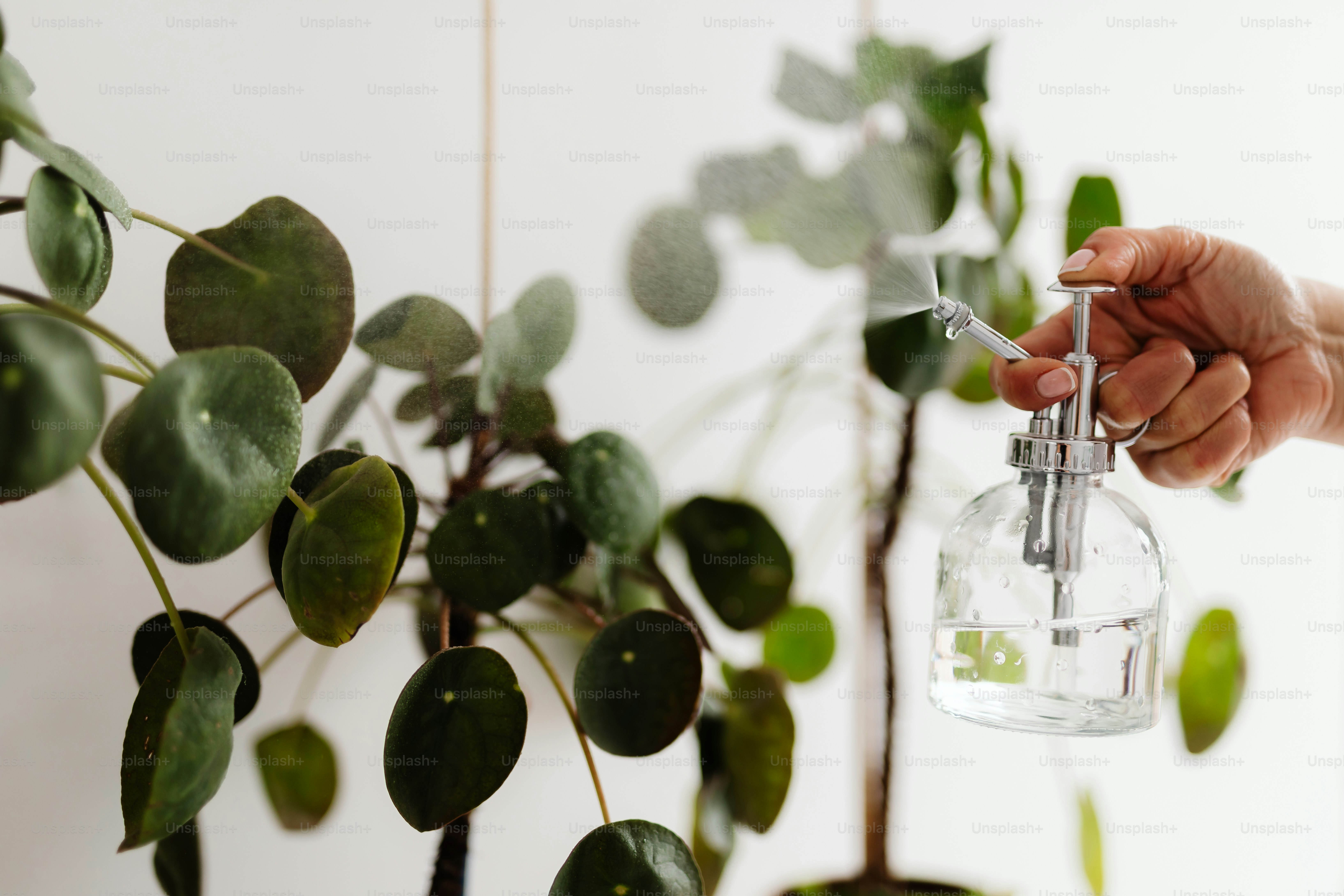 Handgießen einer Pflanze mit einer Sprühflasche