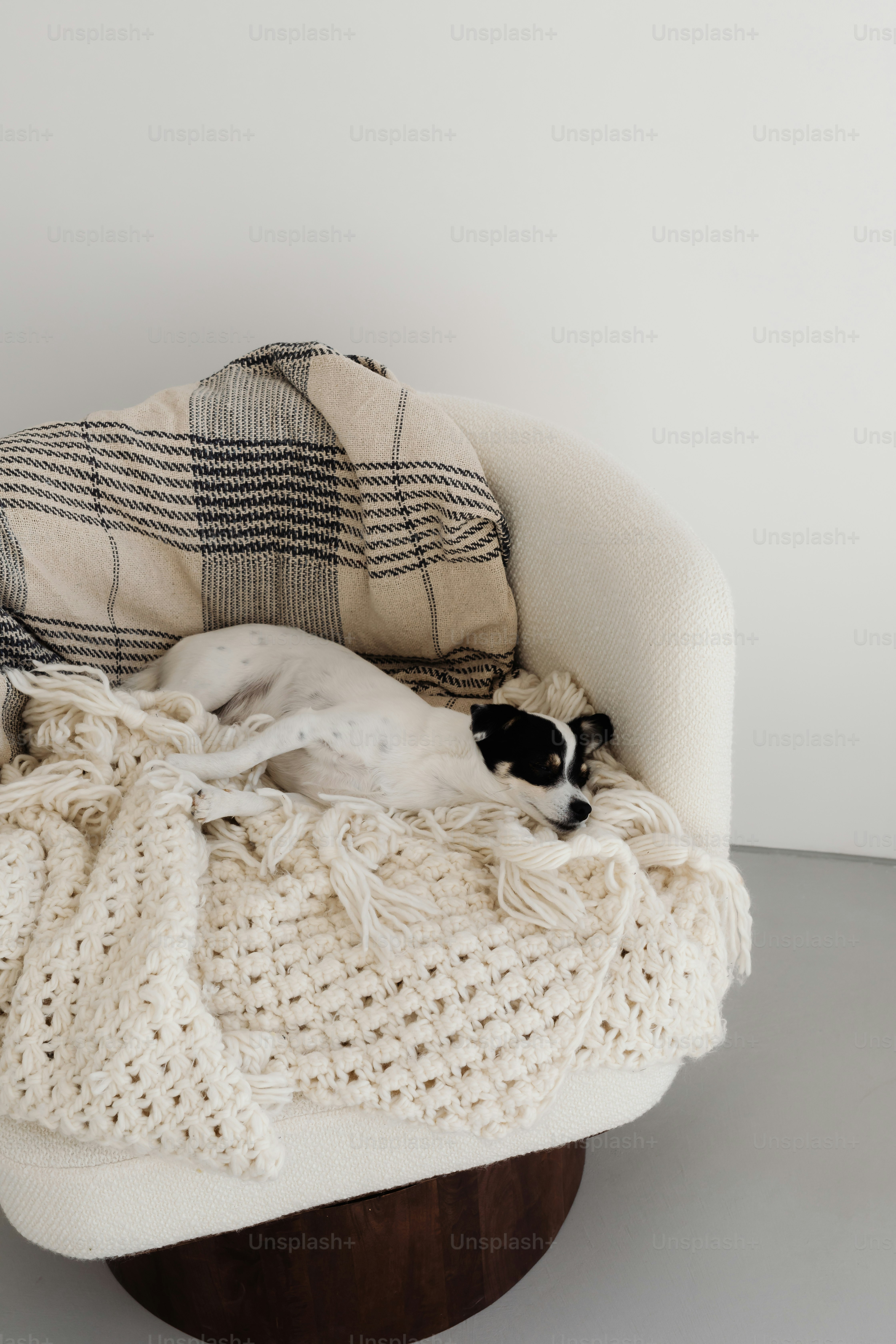 A small dog rests on a cozy armchair with blankets.