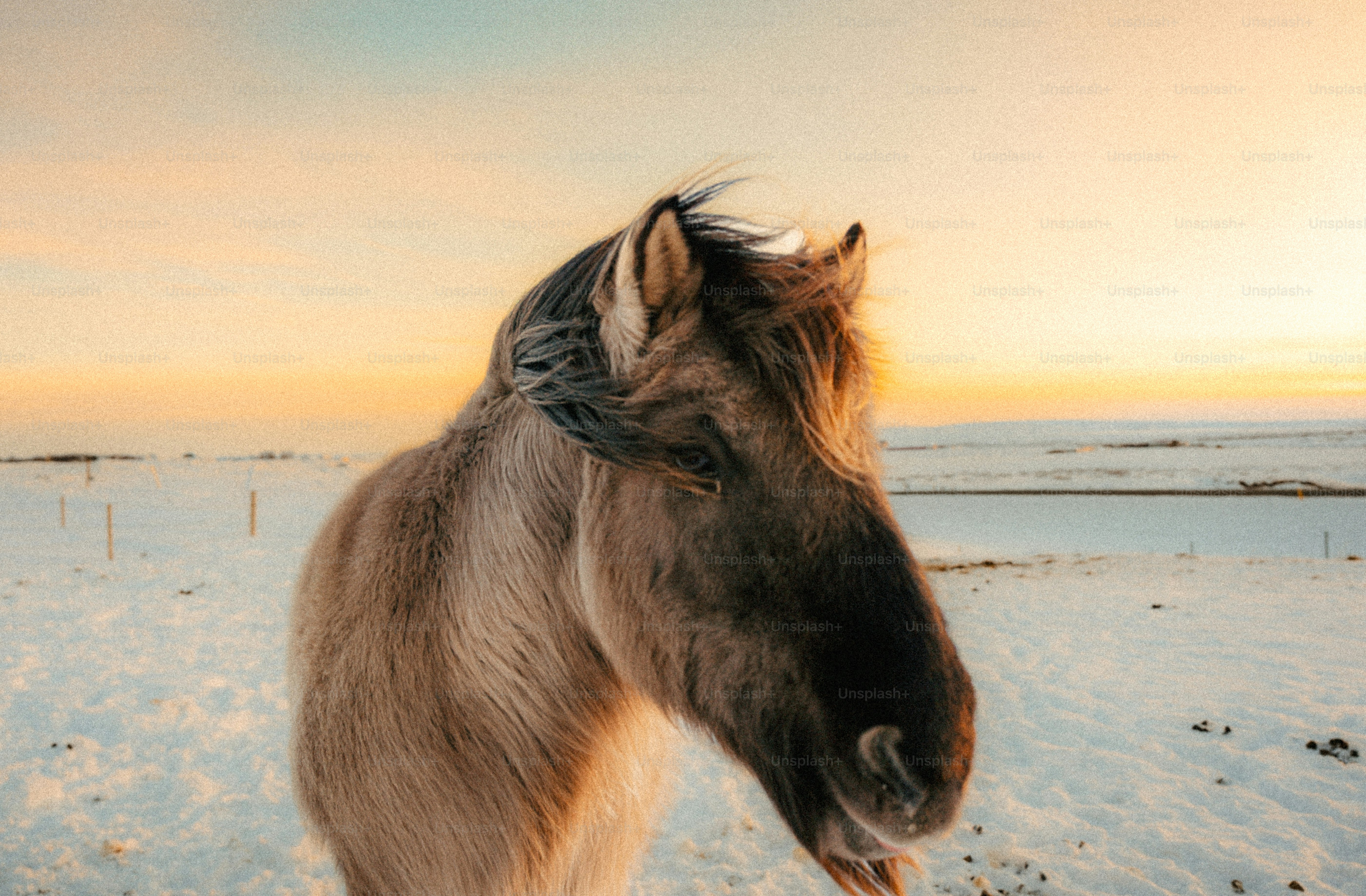 A horse stands in a snowy field at sunset.