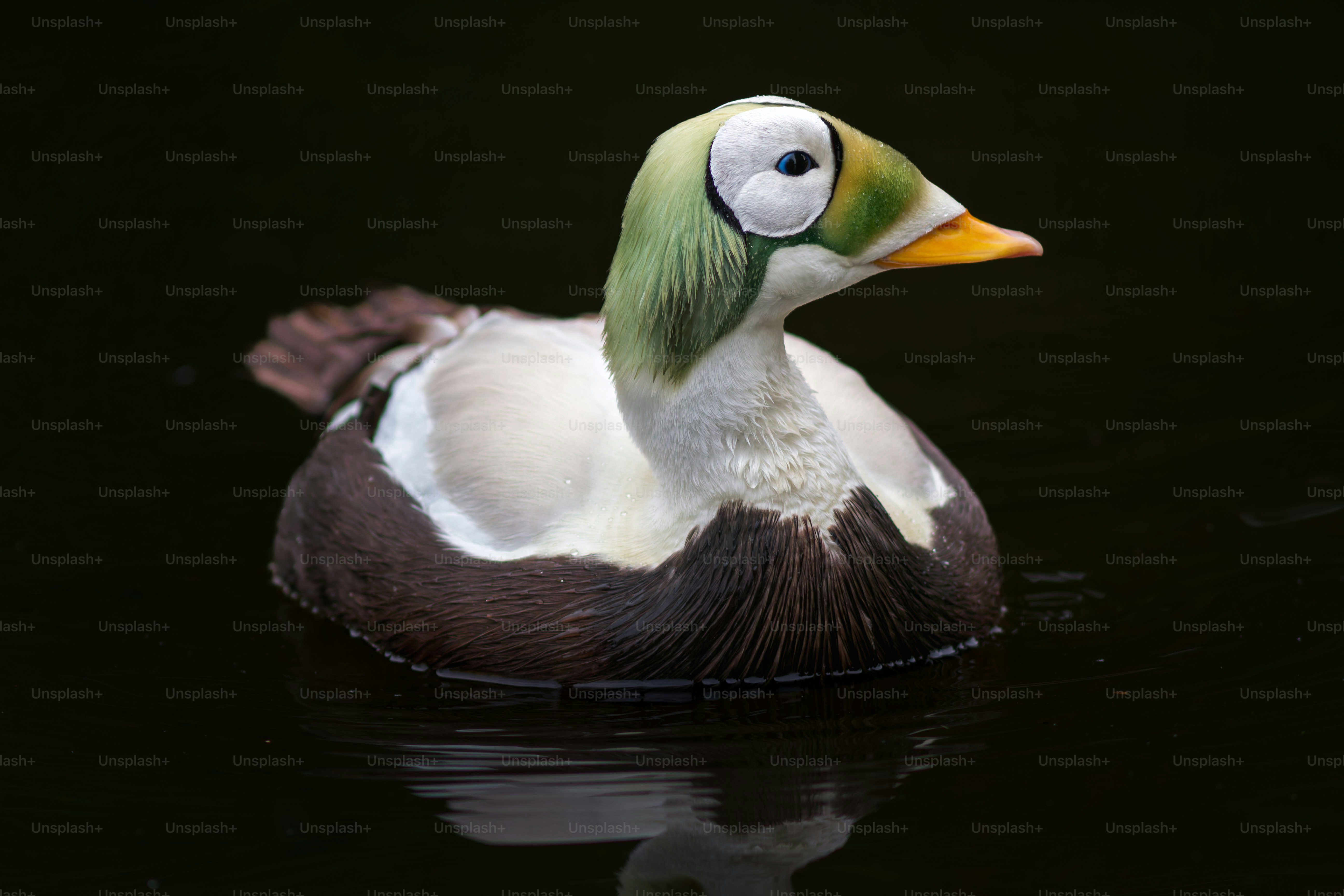 Un'anatra colorata galleggia sull'acqua scura