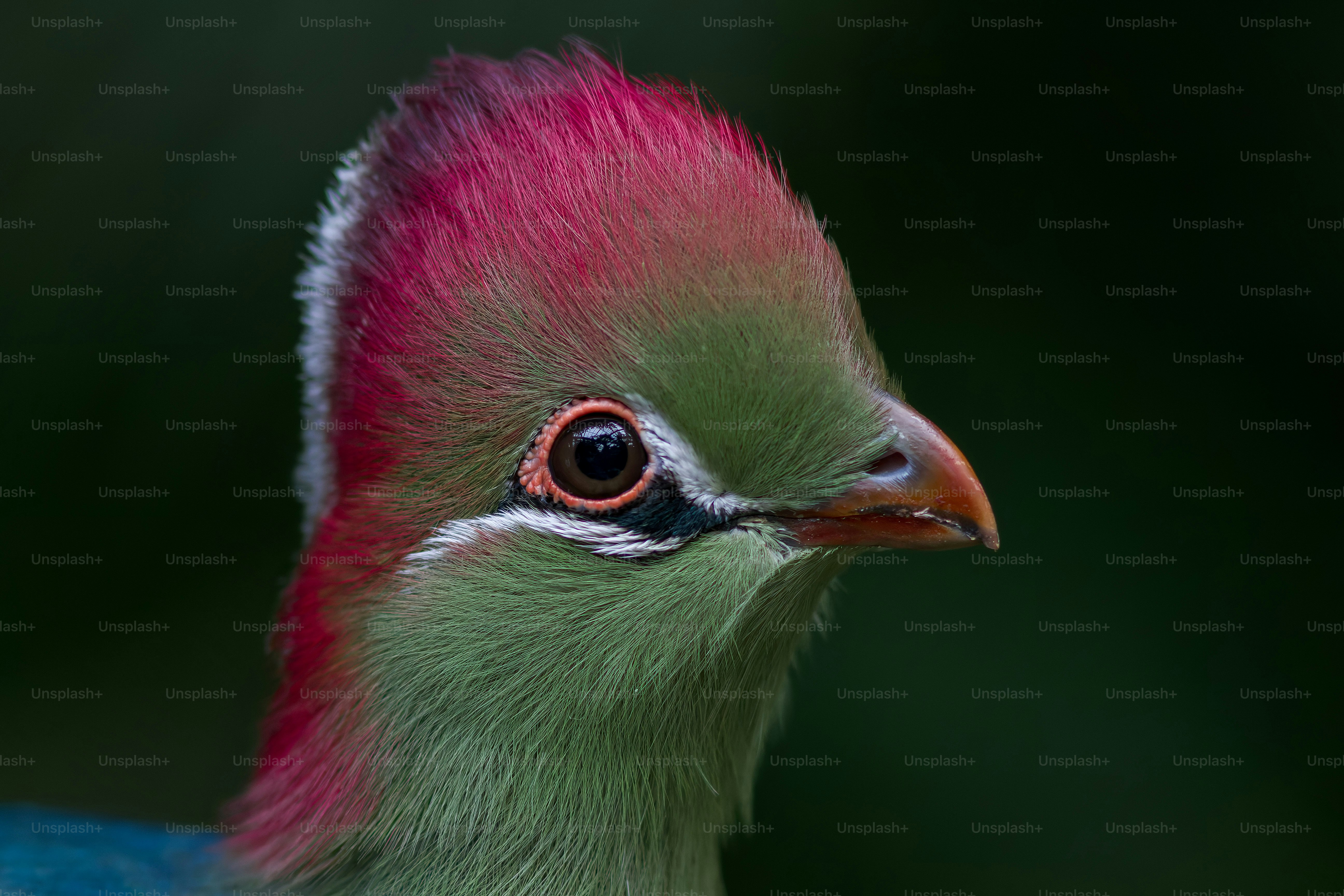 Close-up burung hijau dengan lambang merah