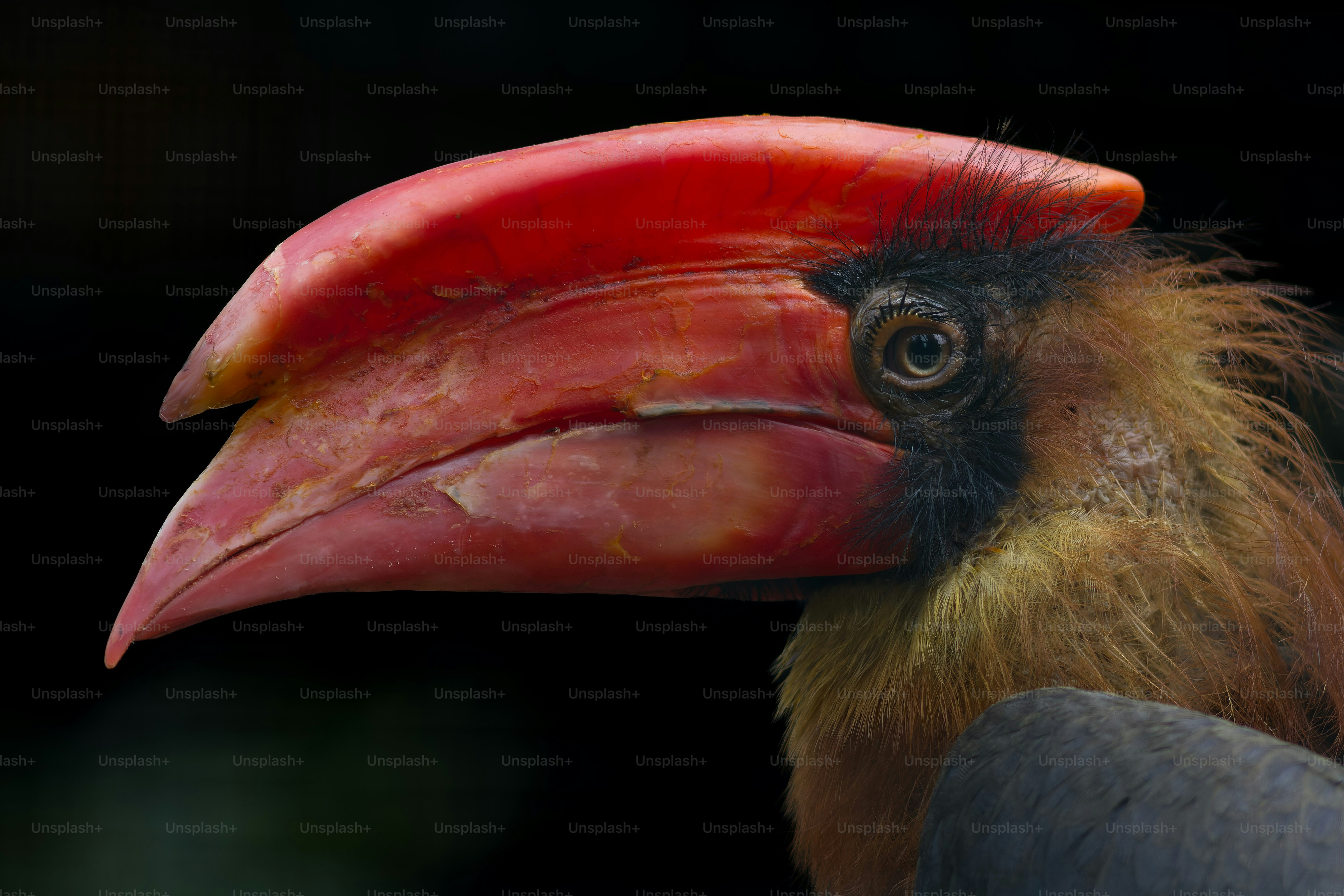 Close up of a hornbill bird with a red casque