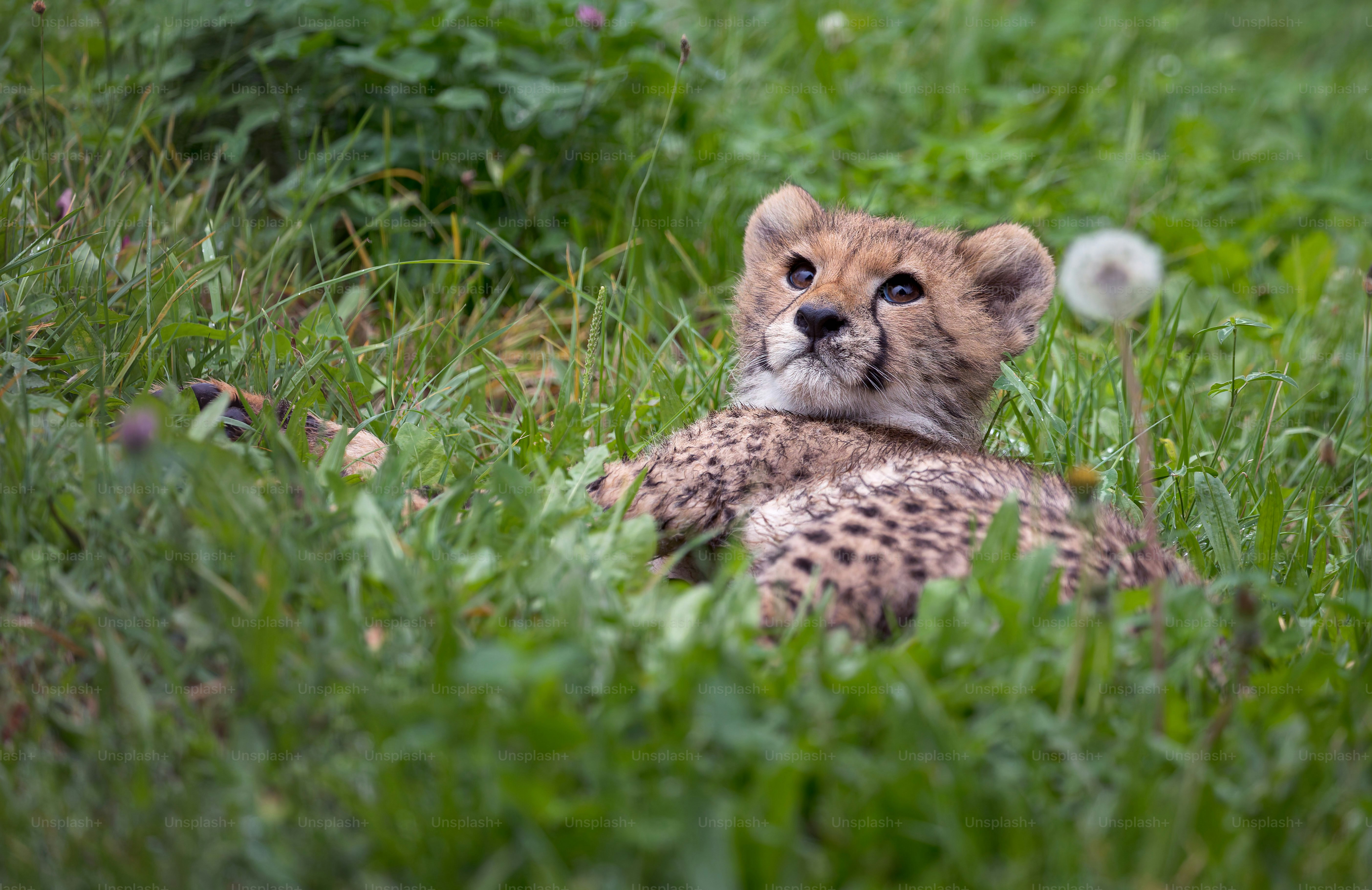 A cute cheetah cub with spotted fur lies down. photo – Portrait Image ...