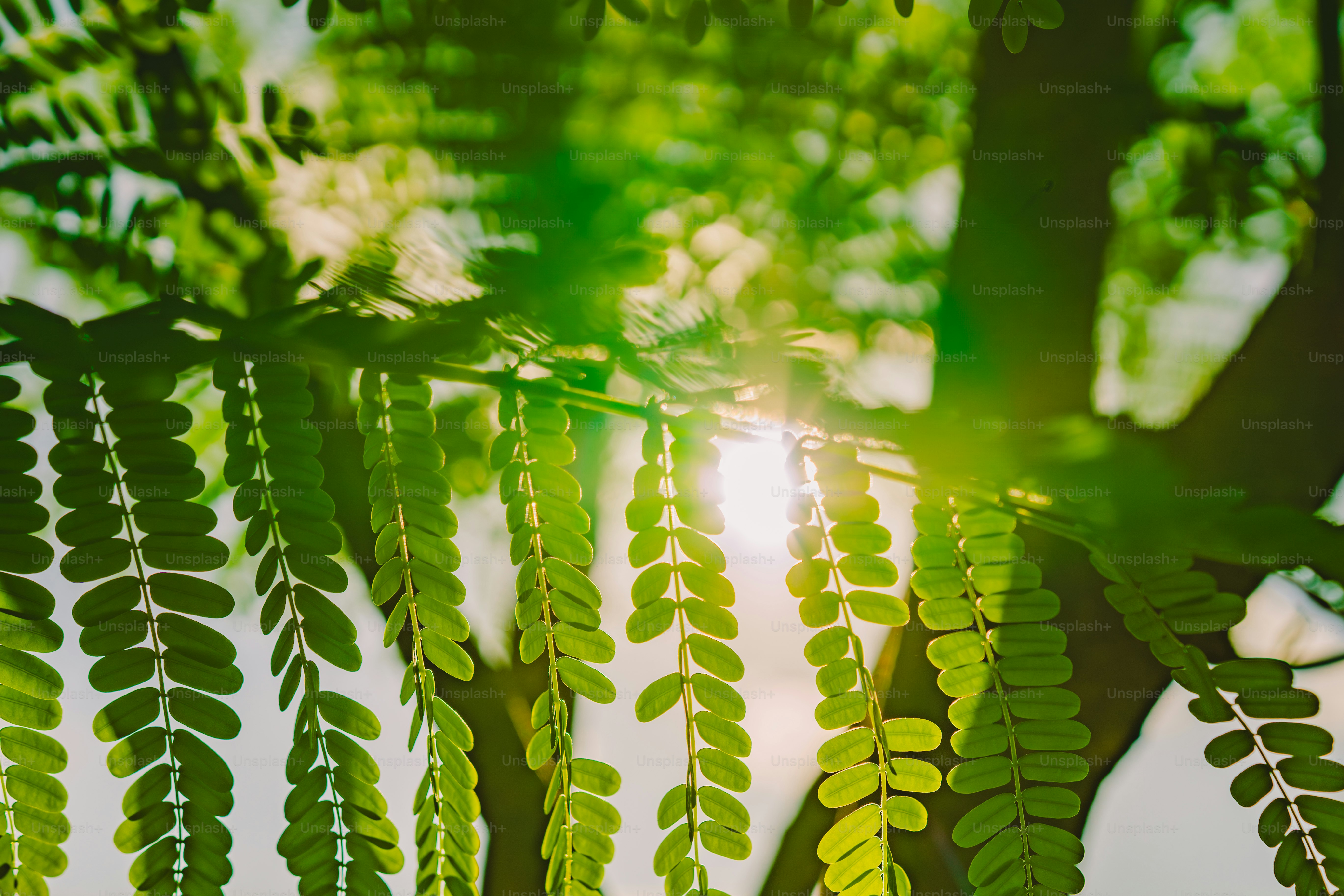 La luz del sol se filtra a través de las hojas verdes de un árbol.
