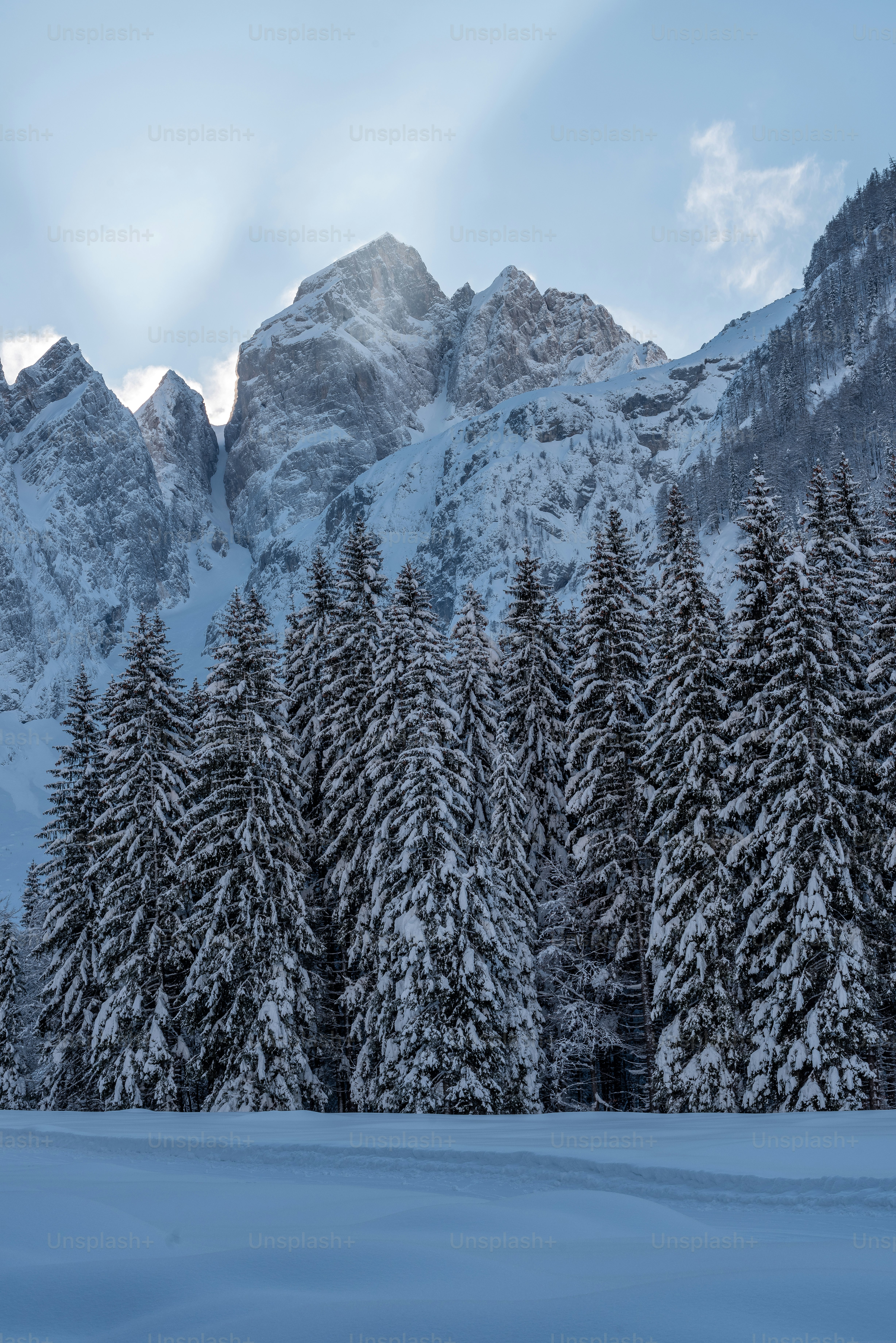 Snow covered pine trees in front of majestic mountains.
