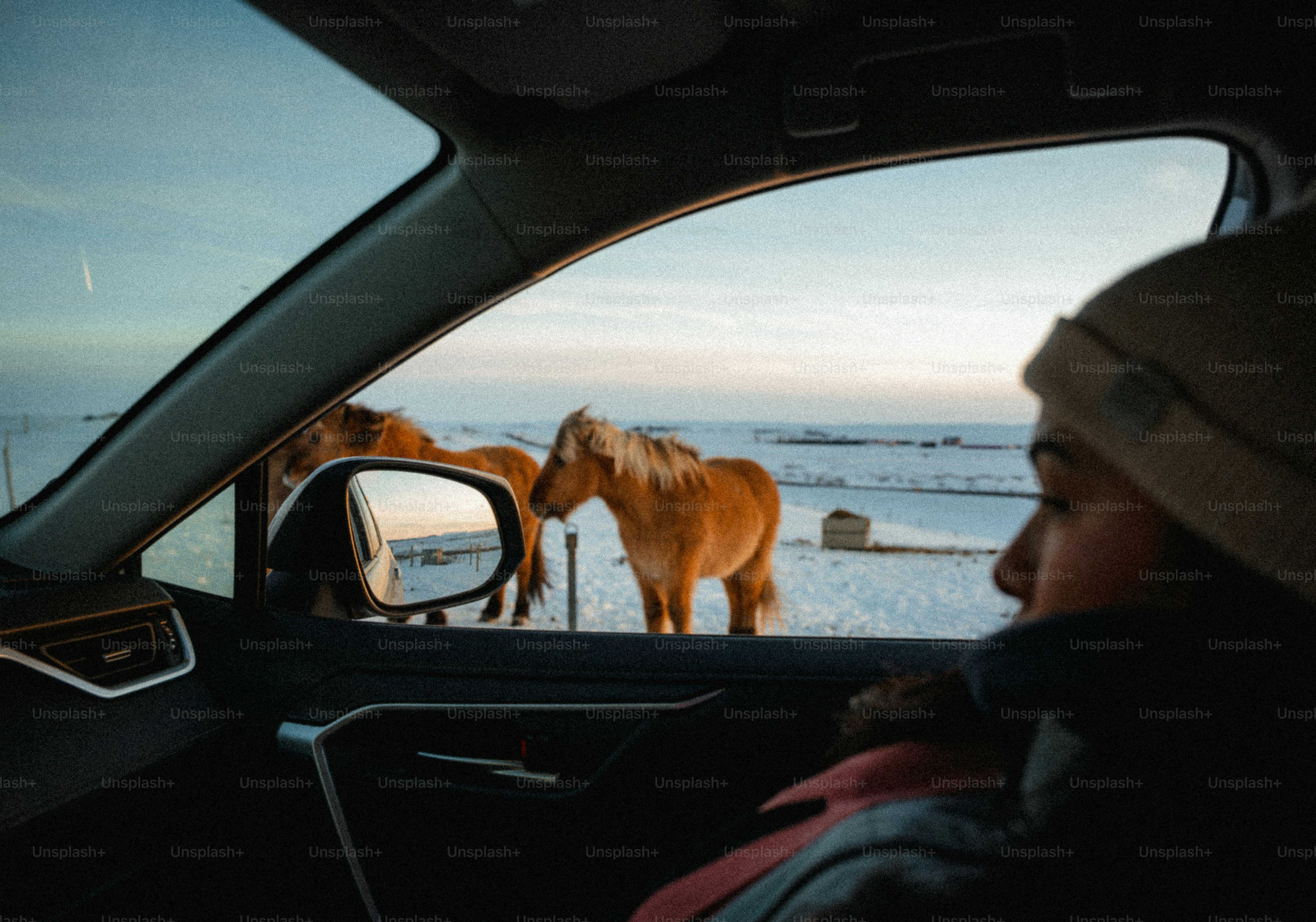 Horses stand in a snowy field seen from car window