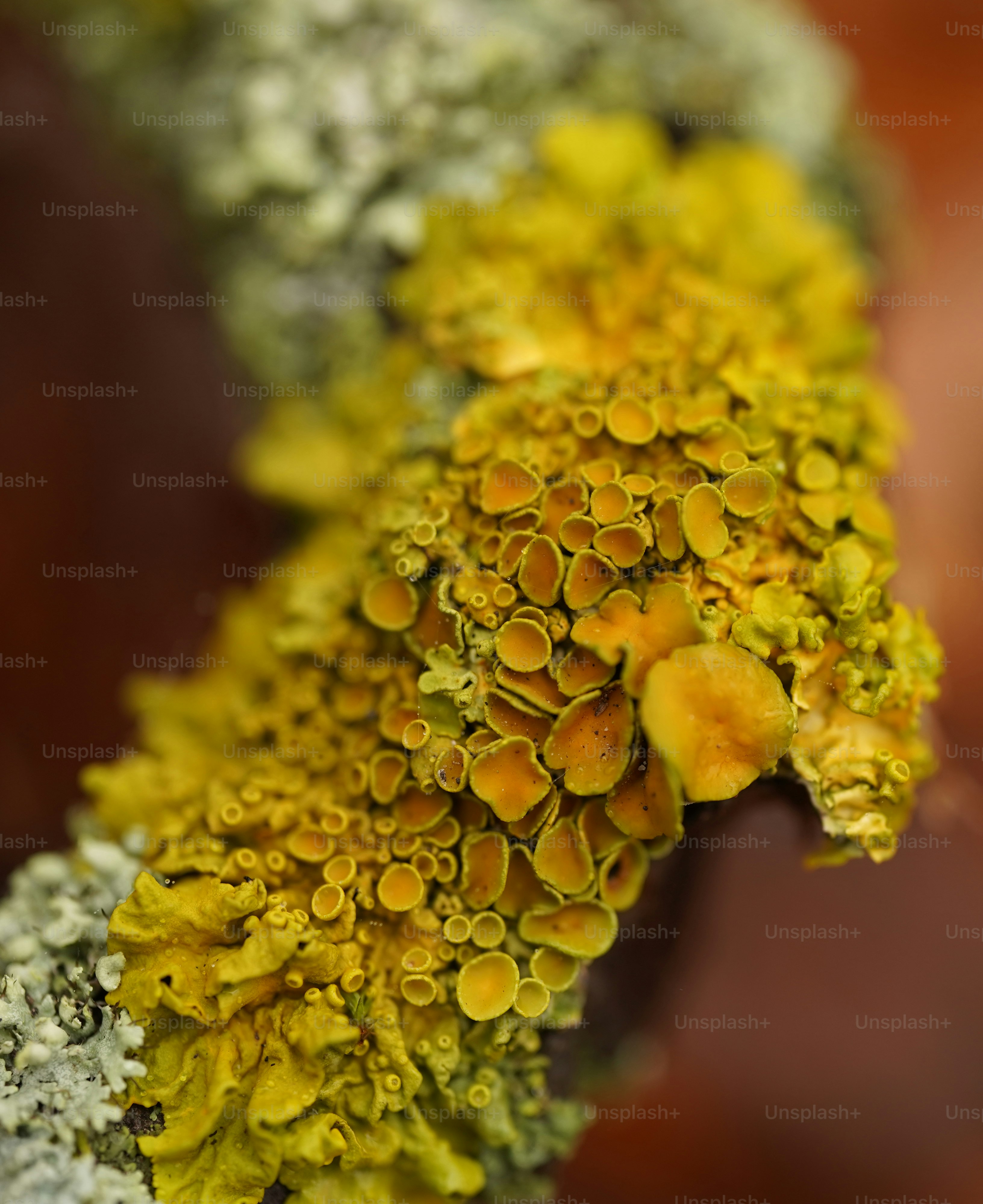 Líquen amarelo e cinza crescendo em um galho.
