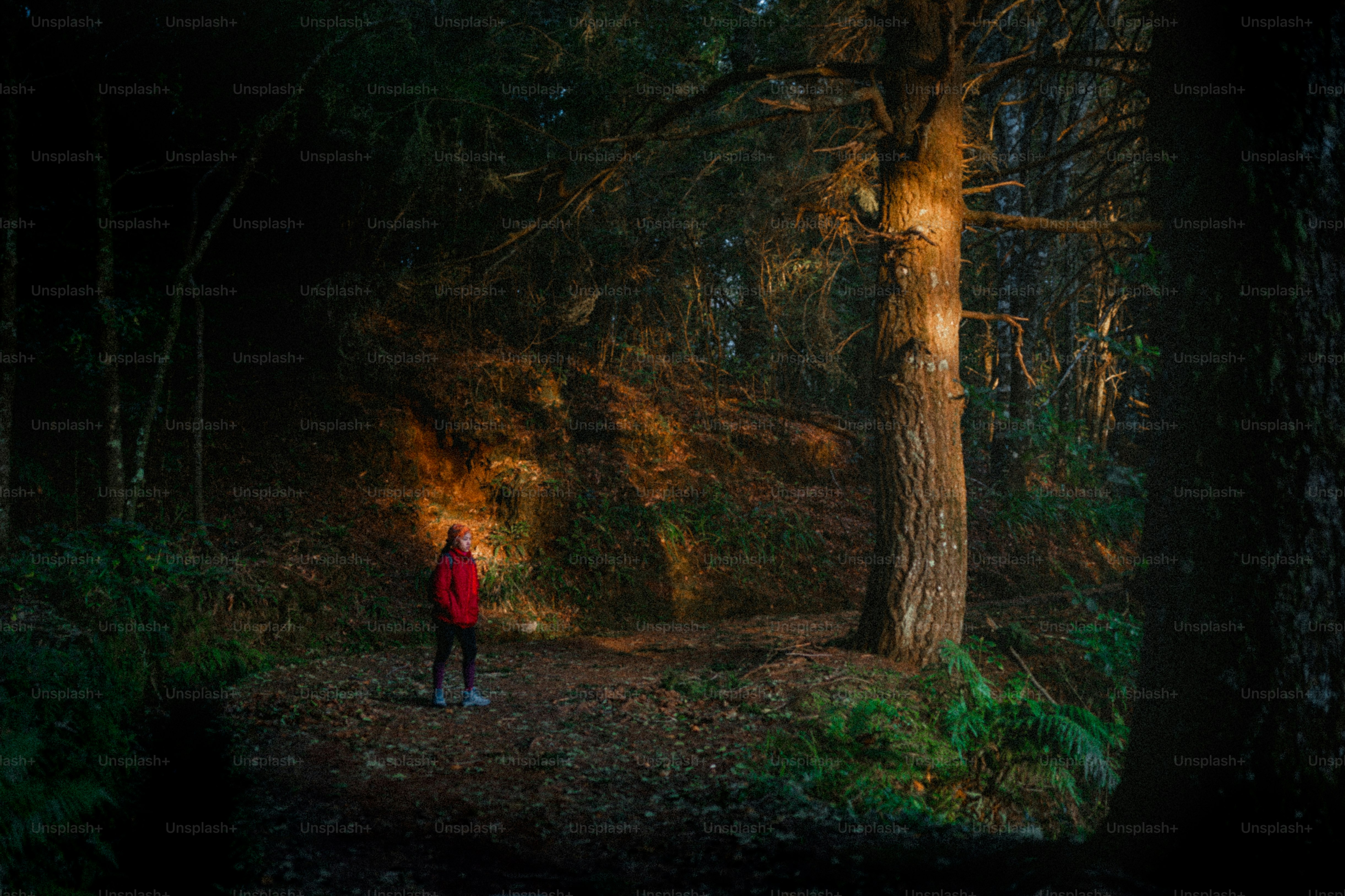 Person in red jacket walks on forest path at sunset.