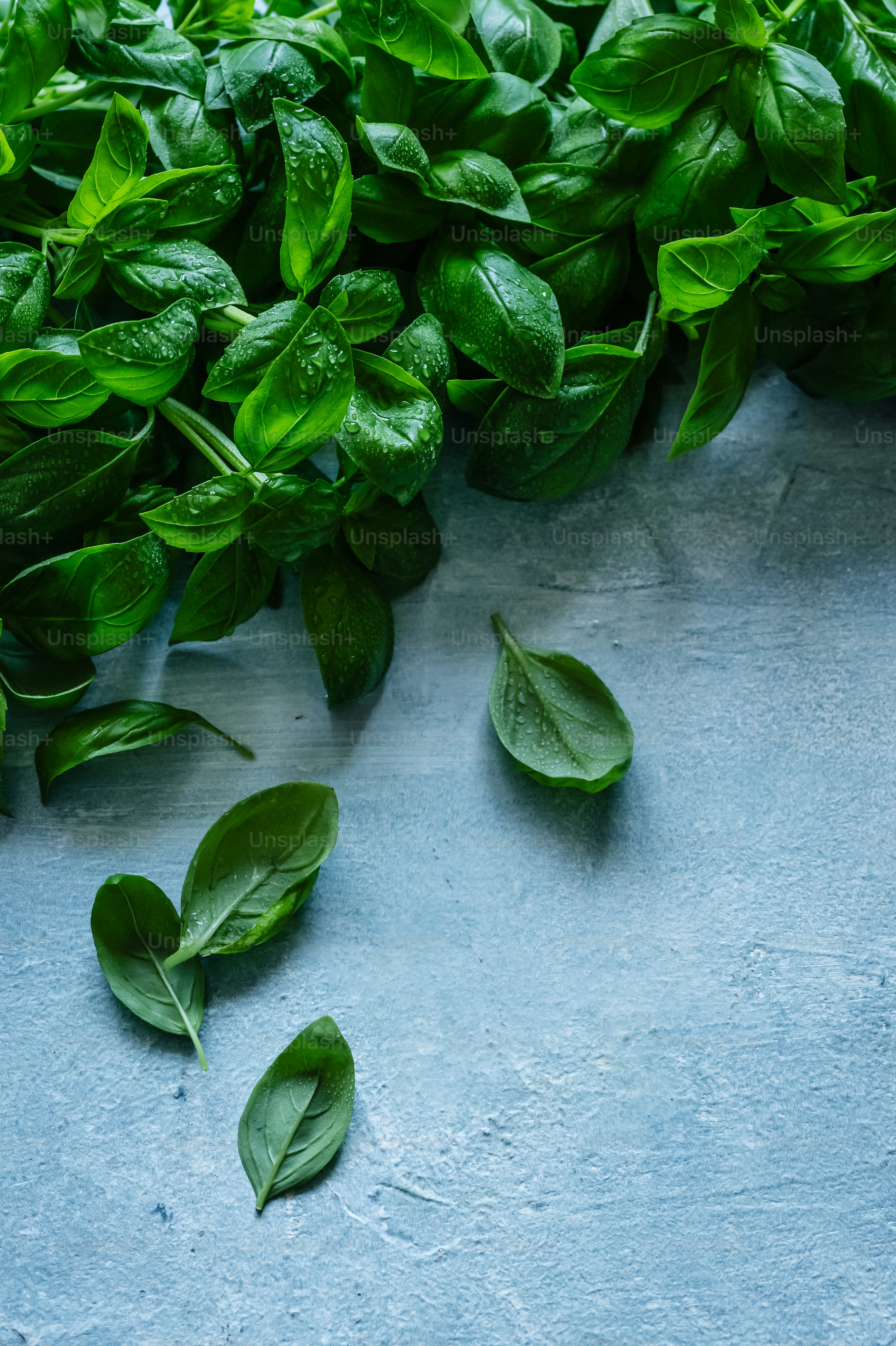 Frische grüne Basilikumblätter lagen auf einer grauen Oberfläche verstreut