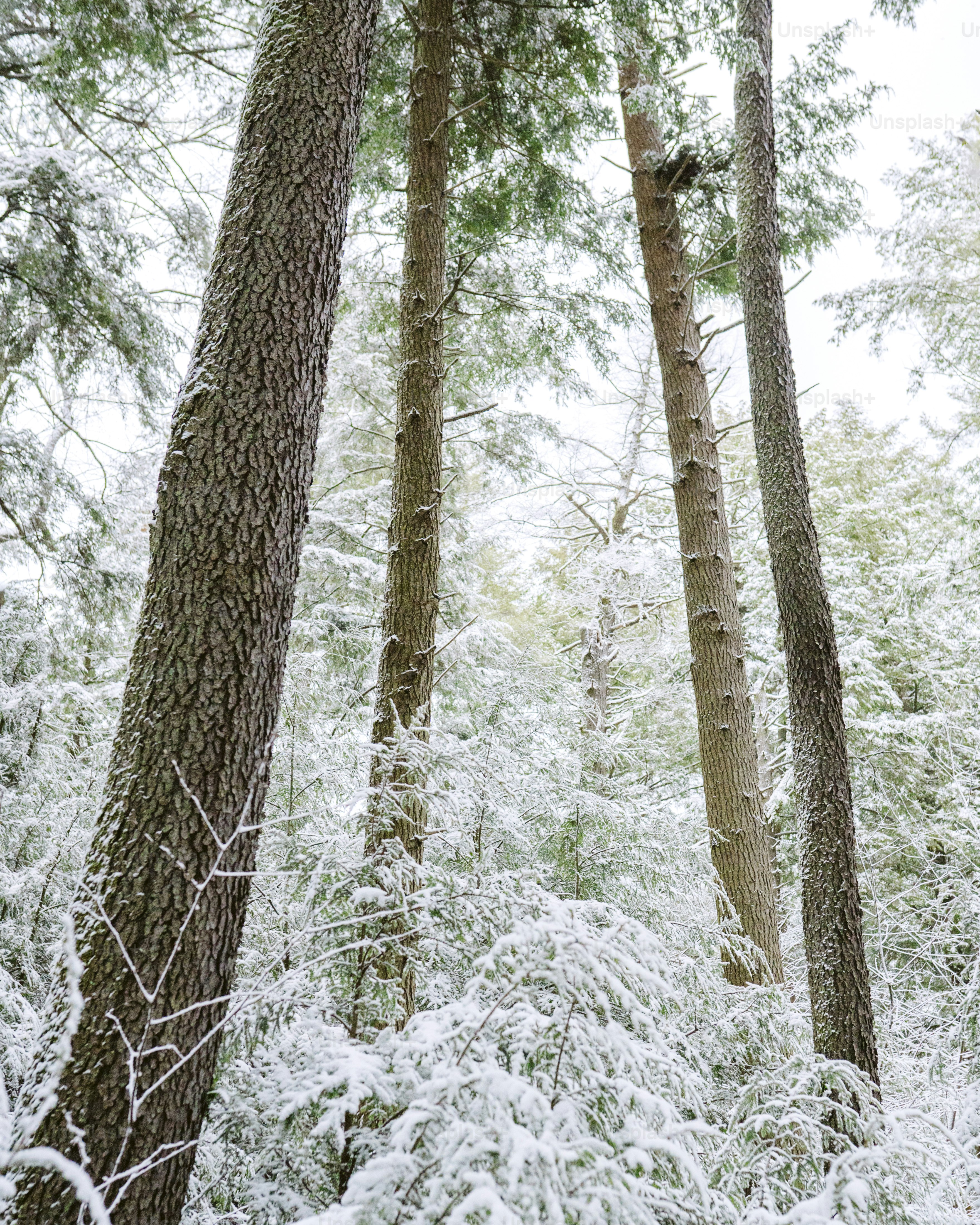 Des arbres enneigés dans une forêt dense.