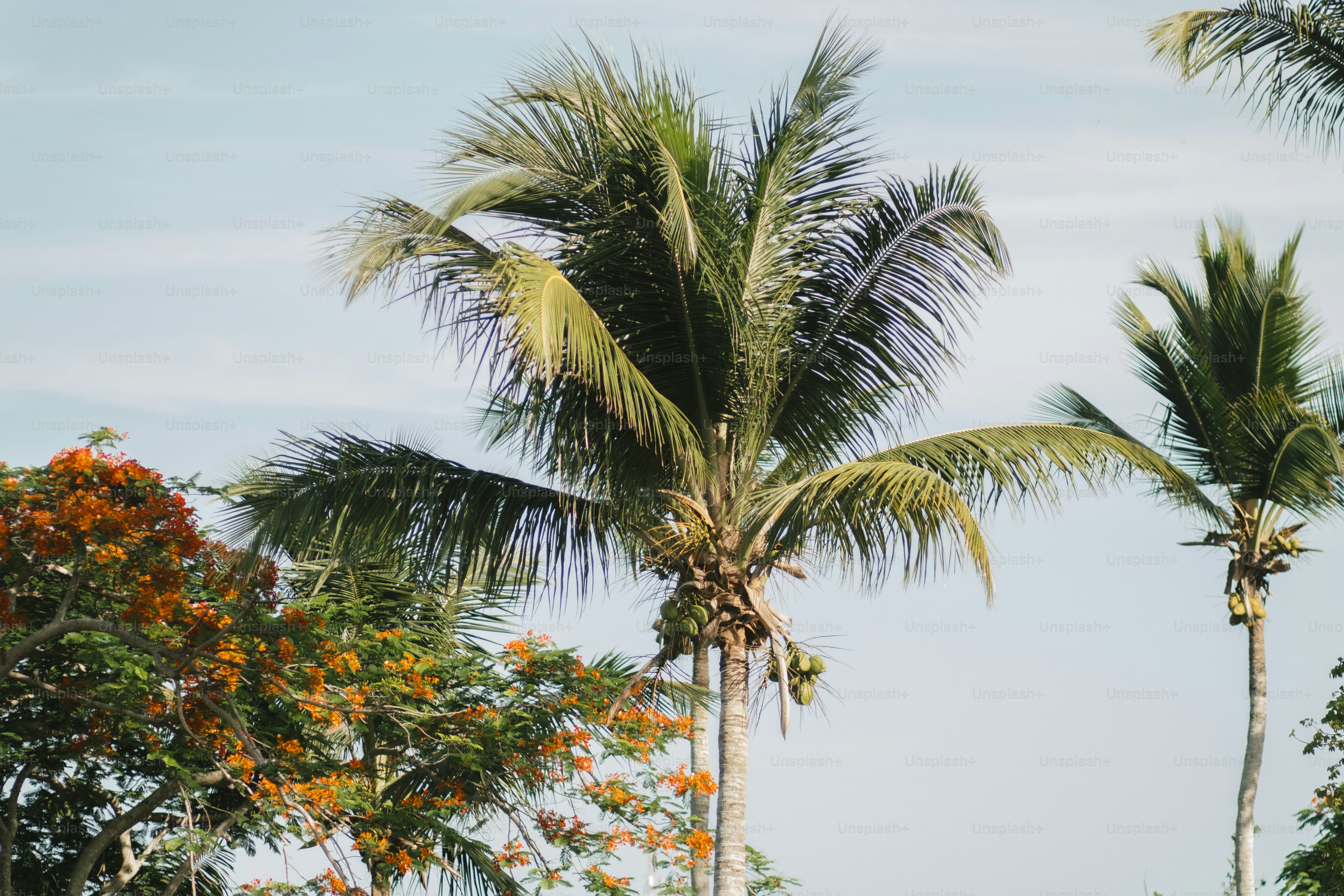 Hohe Palmen vor einem blassblauen Himmel