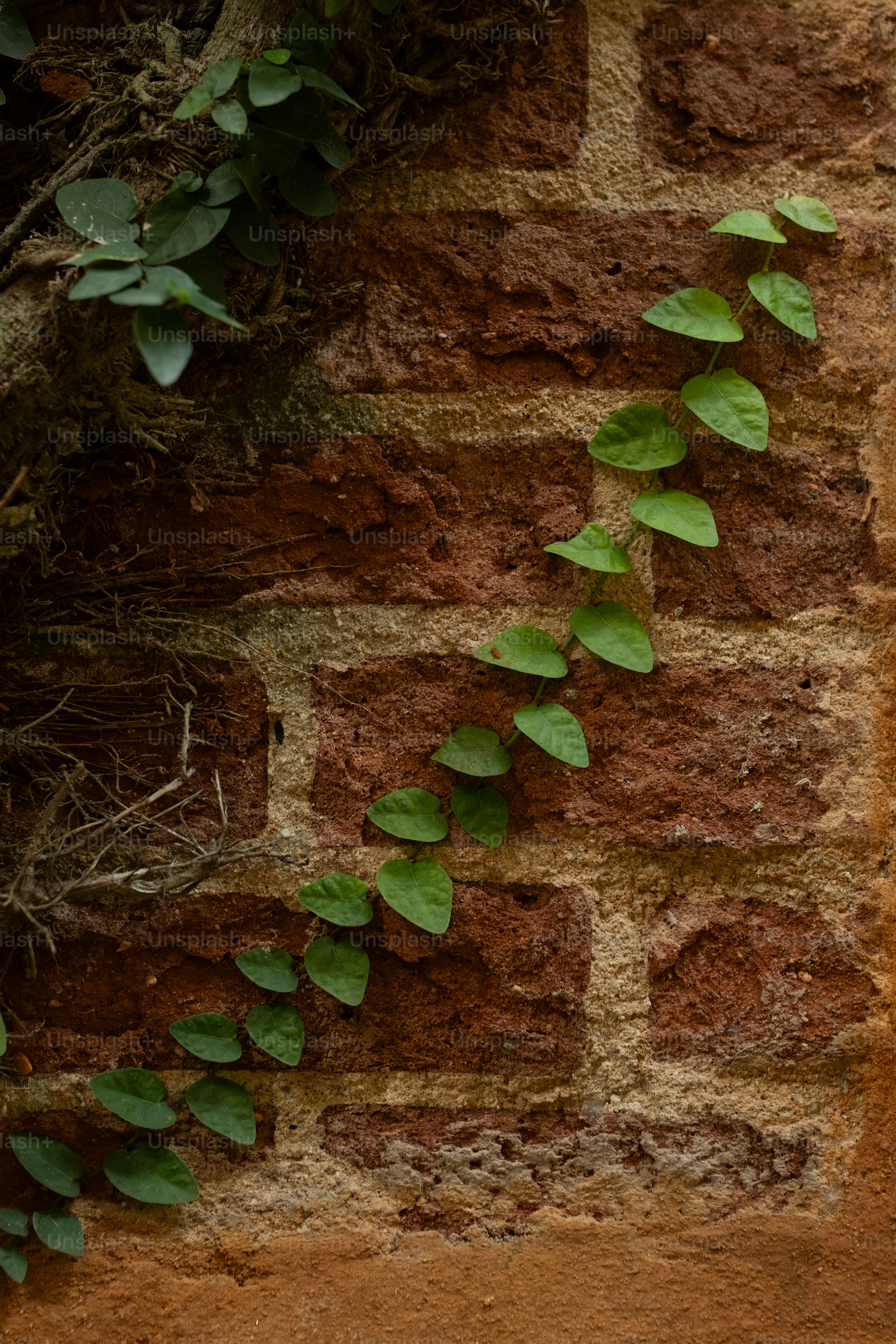 Grüne Ranken klettern eine verwitterte Backsteinmauer hinauf.