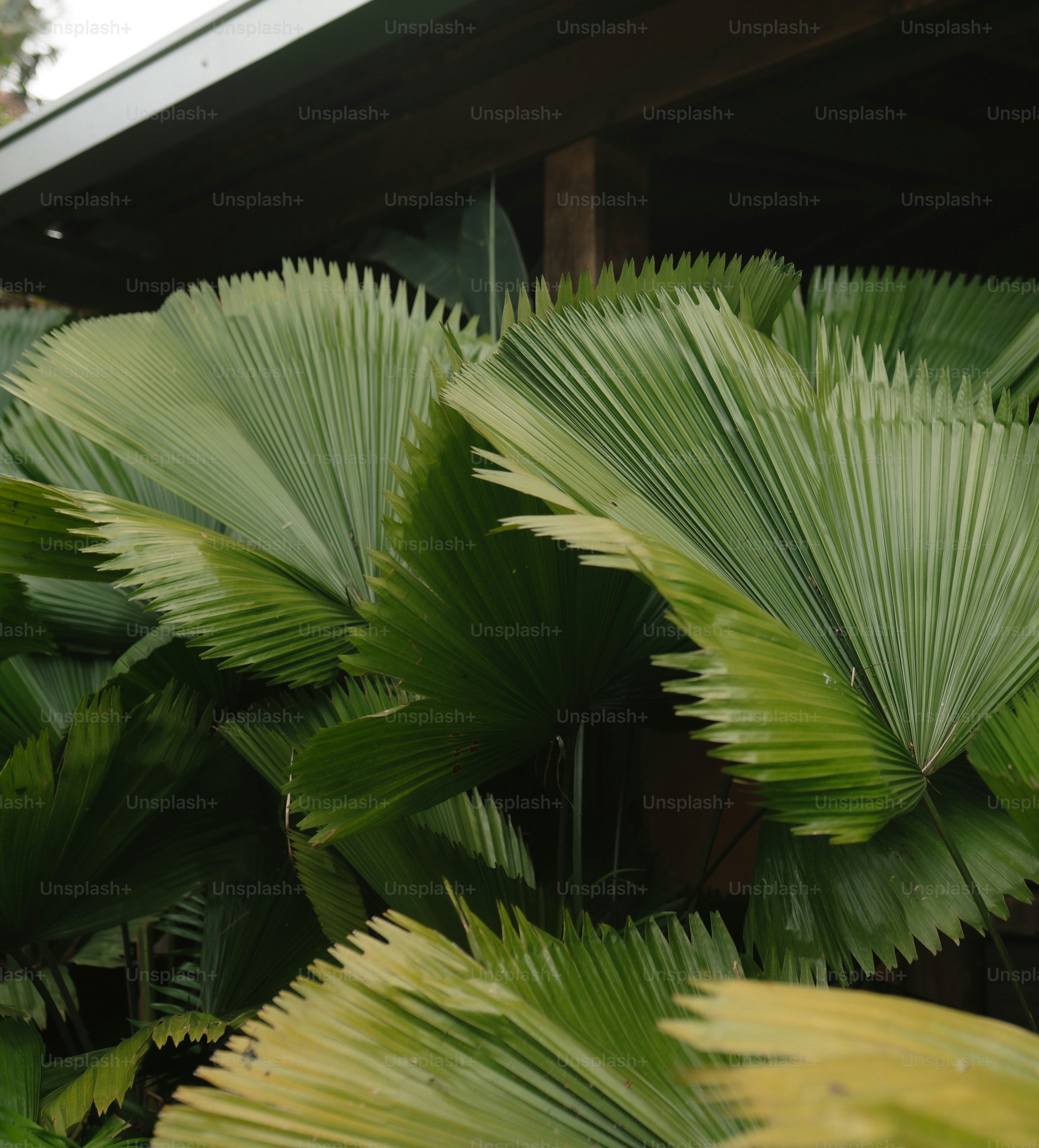Große grüne, fächerförmige Palmblätter unter einem Dach