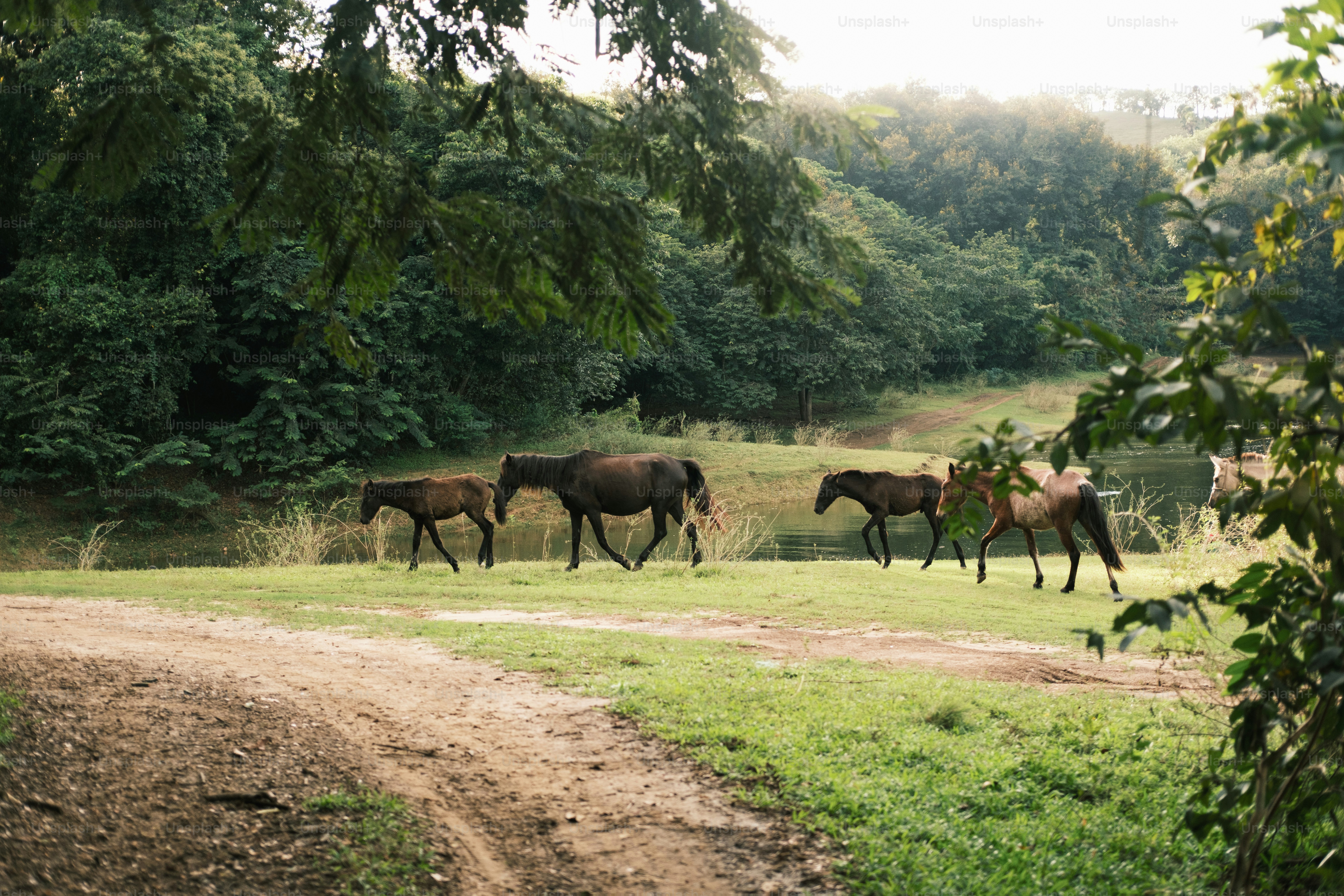 Pferde, die über ein grasbewachsenes Feld mit Bäumen gehen.
