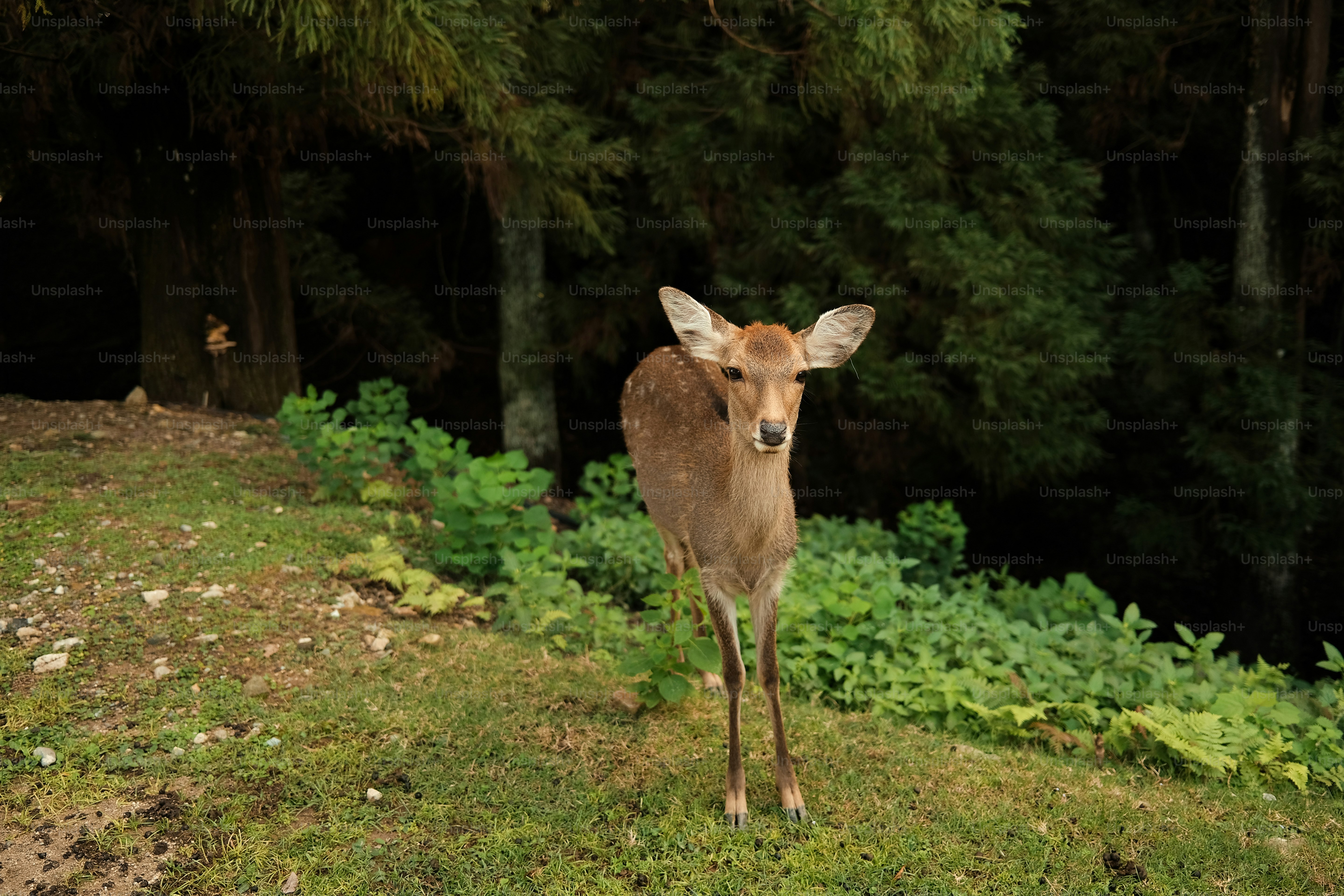 Ein junges Reh steht auf einer grasbewachsenen Lichtung.